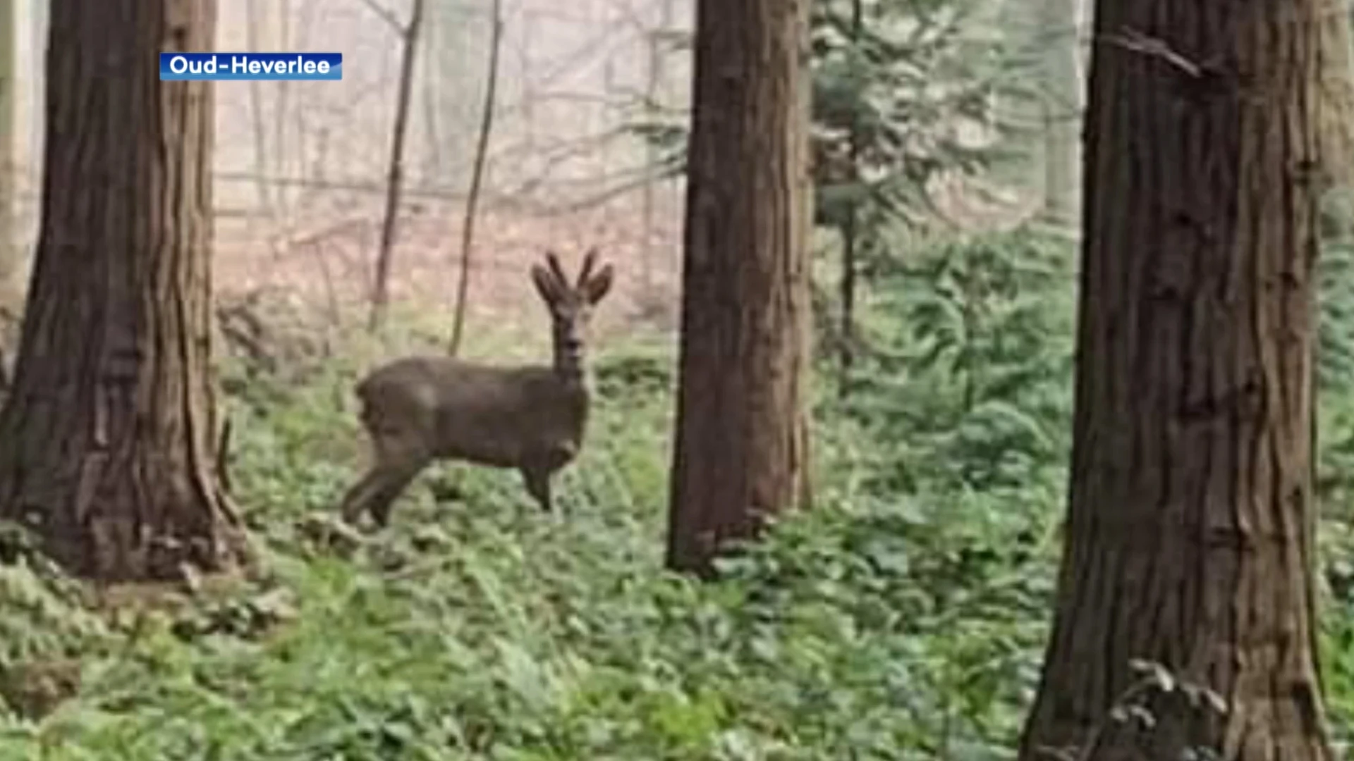 Wandelaar Staat Oog In Oog Met Een Ree In Heverleebos Robtv