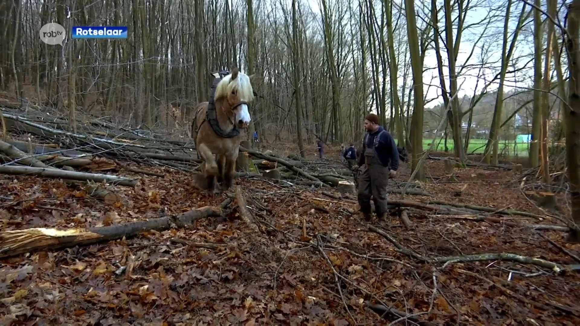 Letterlijk paardenkracht: Brabantse trekpaarden slepen gekapte bomen weg op Wijngaardberg in Rotselaar