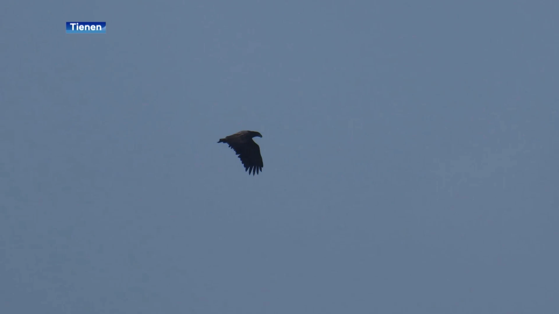 Zeldzame zeearend gespot in Oplinter