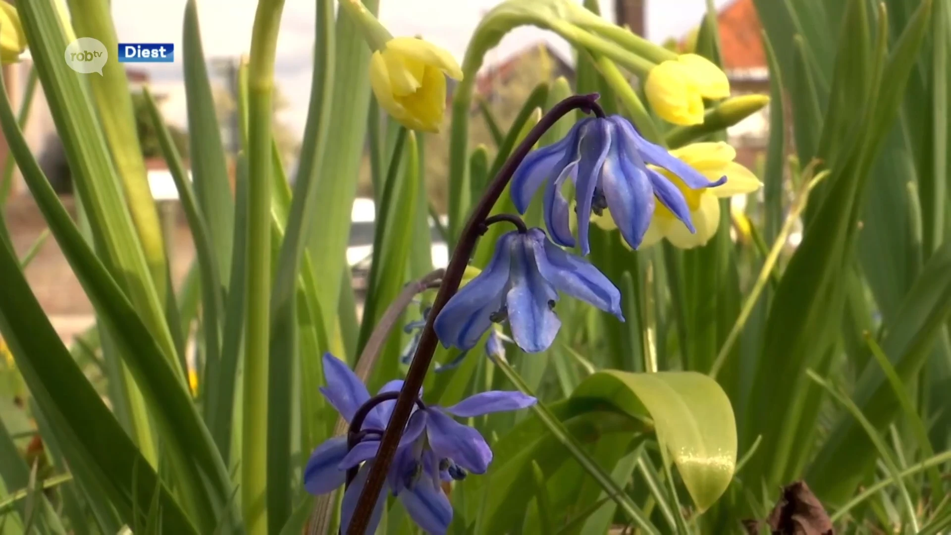 De Diestse ring staat in bloei: 180.000 bloembollen vormen bloementapijt