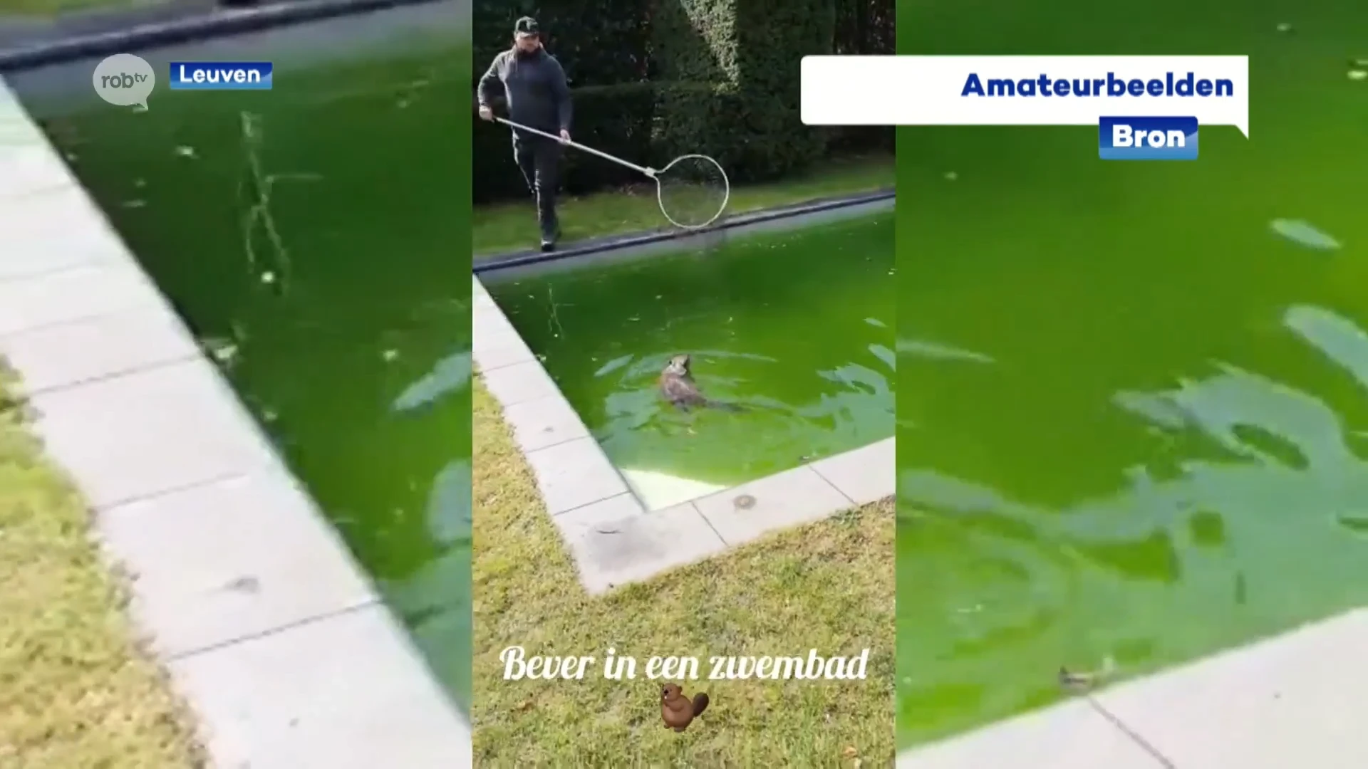 Bever gered uit zwembad in Heverlee