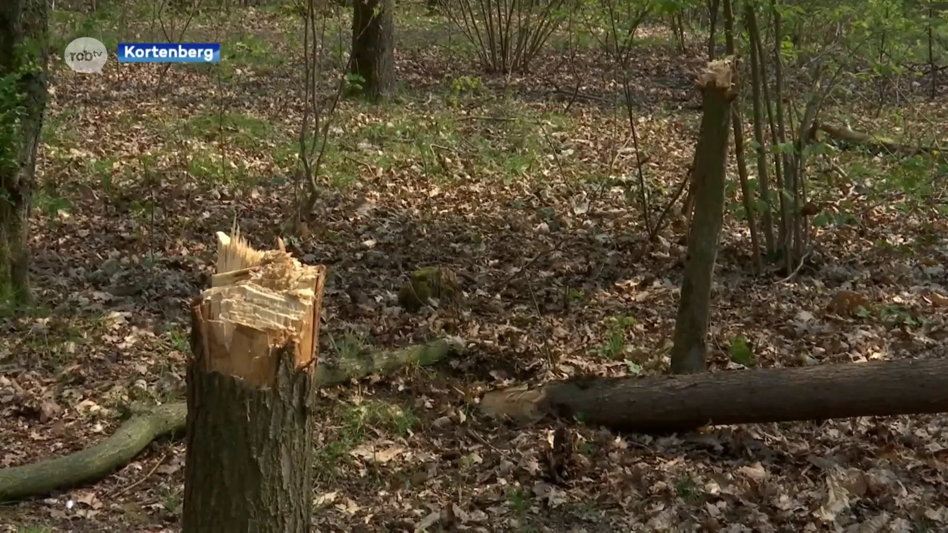 Vandalen vernielen 5 eiken in privébos in Meerbeek: "Hebben mensen dan geen respect voor de natuur?"