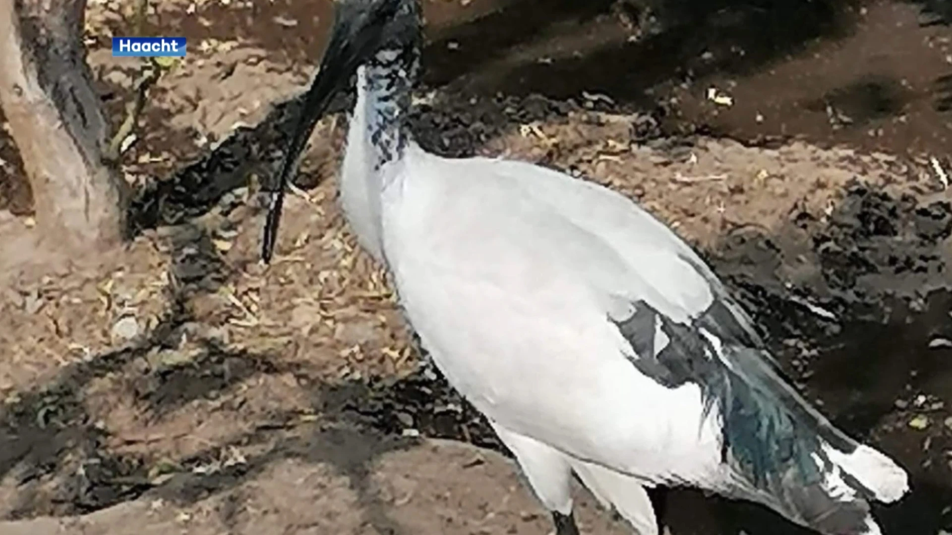 Heilige Ibis gevangen in kippenhok in Wespelaar: "Het was duidelijk dat het dier honger had"