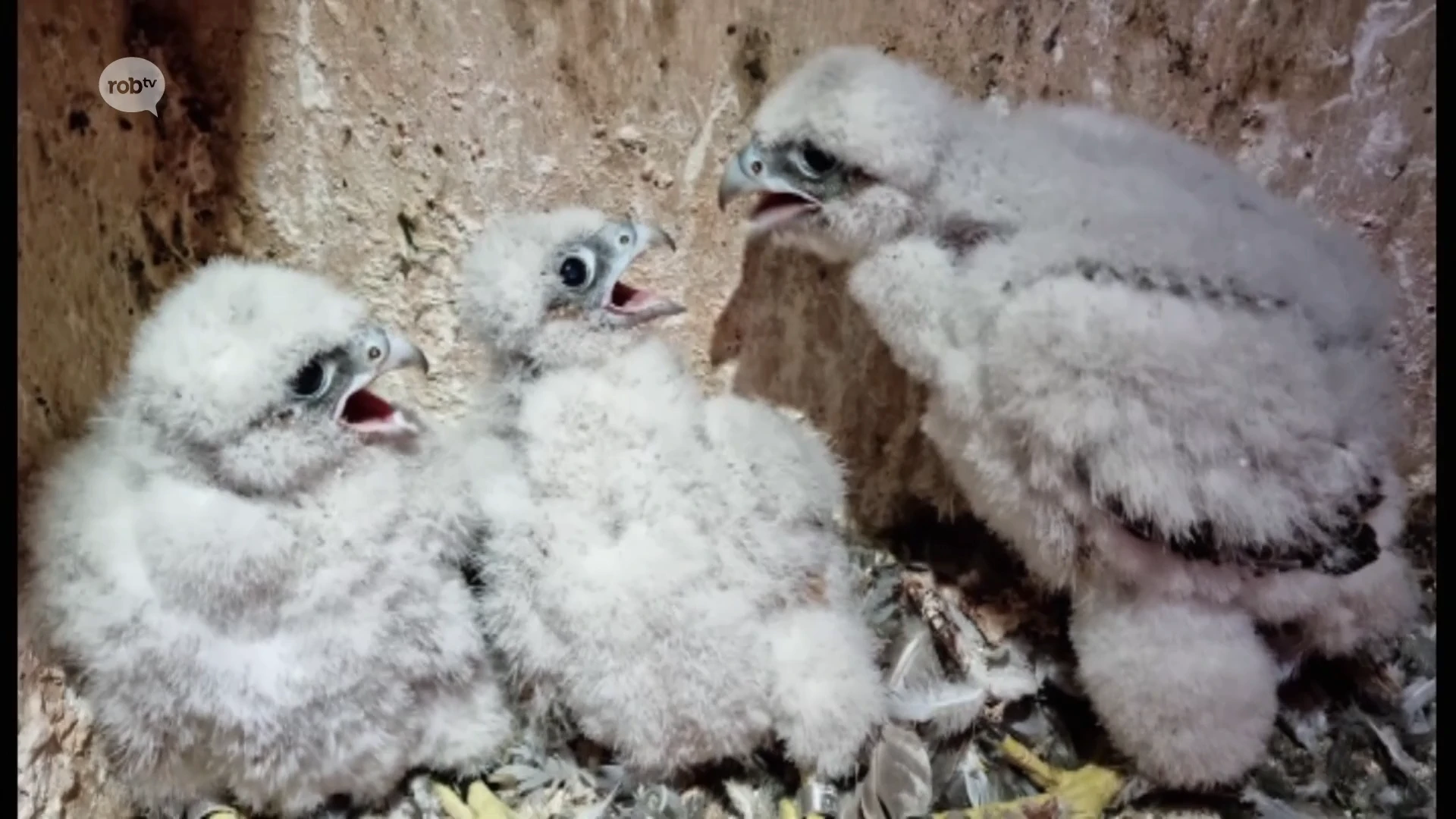 SCHATTIG: 3 jonge slechtvalken geboren in de kerktoren van Haacht