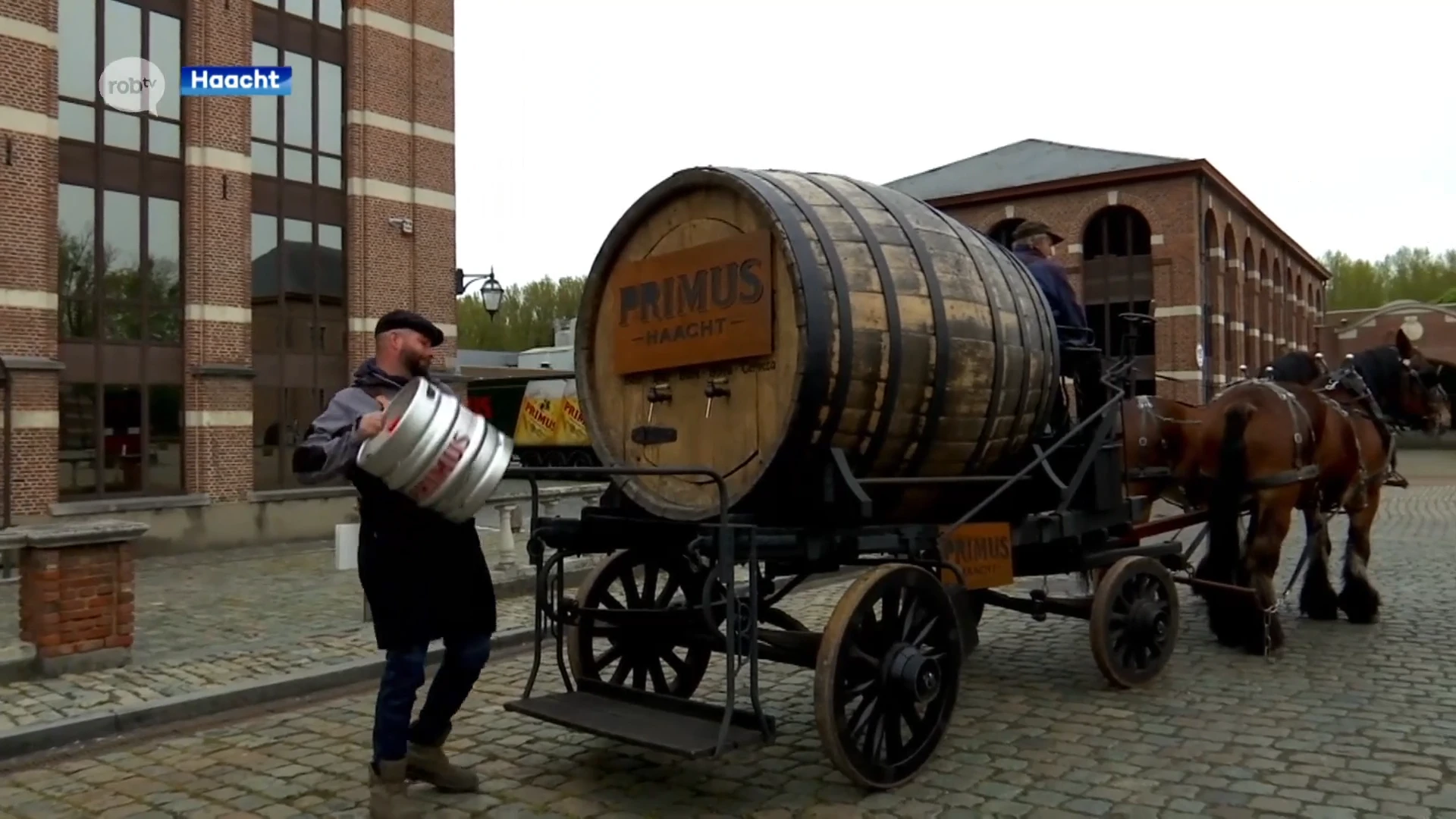 Brouwerij Haacht brengt eerste vat Primus met paard en kar tot aan het café
