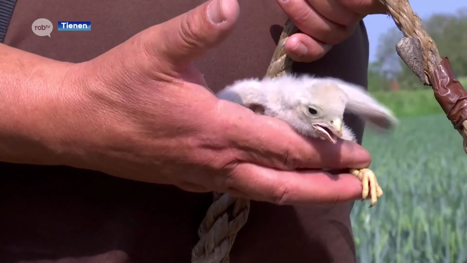 Vogelwerkgroep Oost-Brabant druk bezig met ringen van jonge torenvalkjes in Tienen