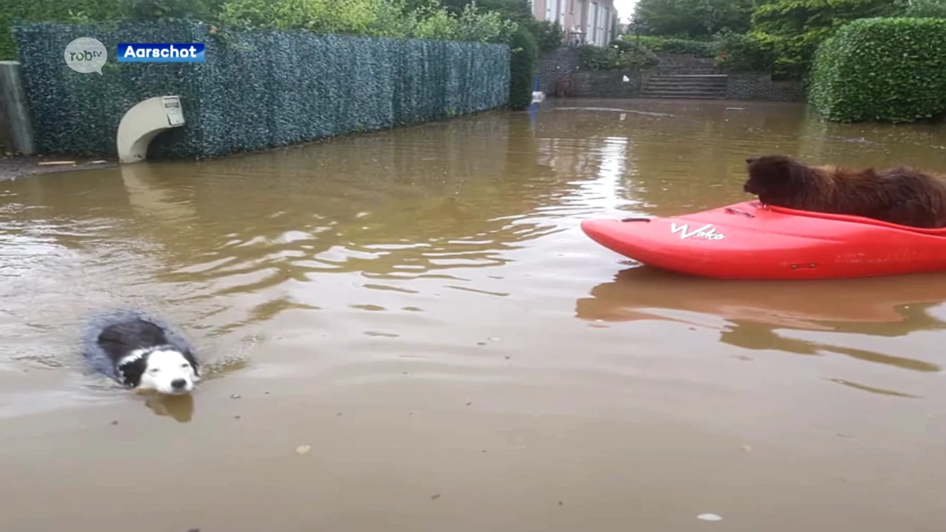 SCHITTEREND: Hond dobbert rond in kajakboot door de overstroomde straten in Aarschot