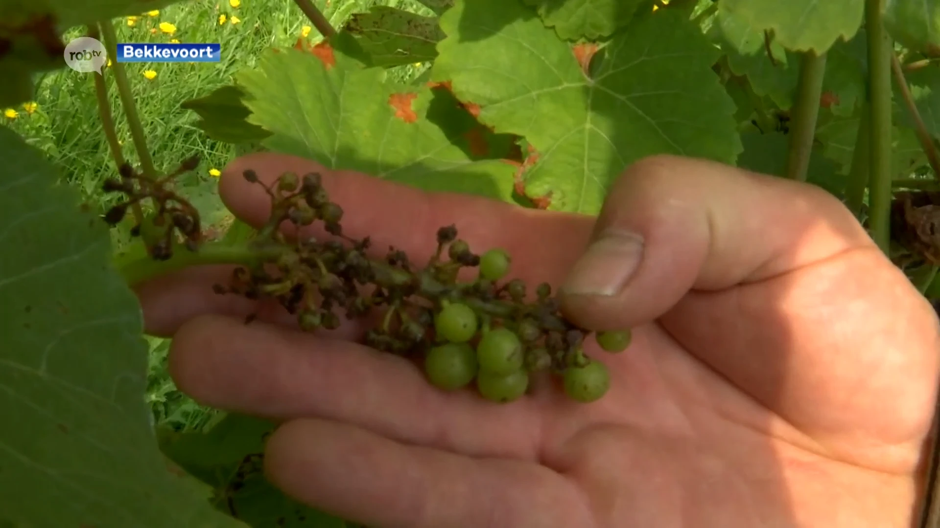 Noodweer teistert ook wijnbouwers in onze regio: "Soms tot zelfs 60% van oogst kwijt"