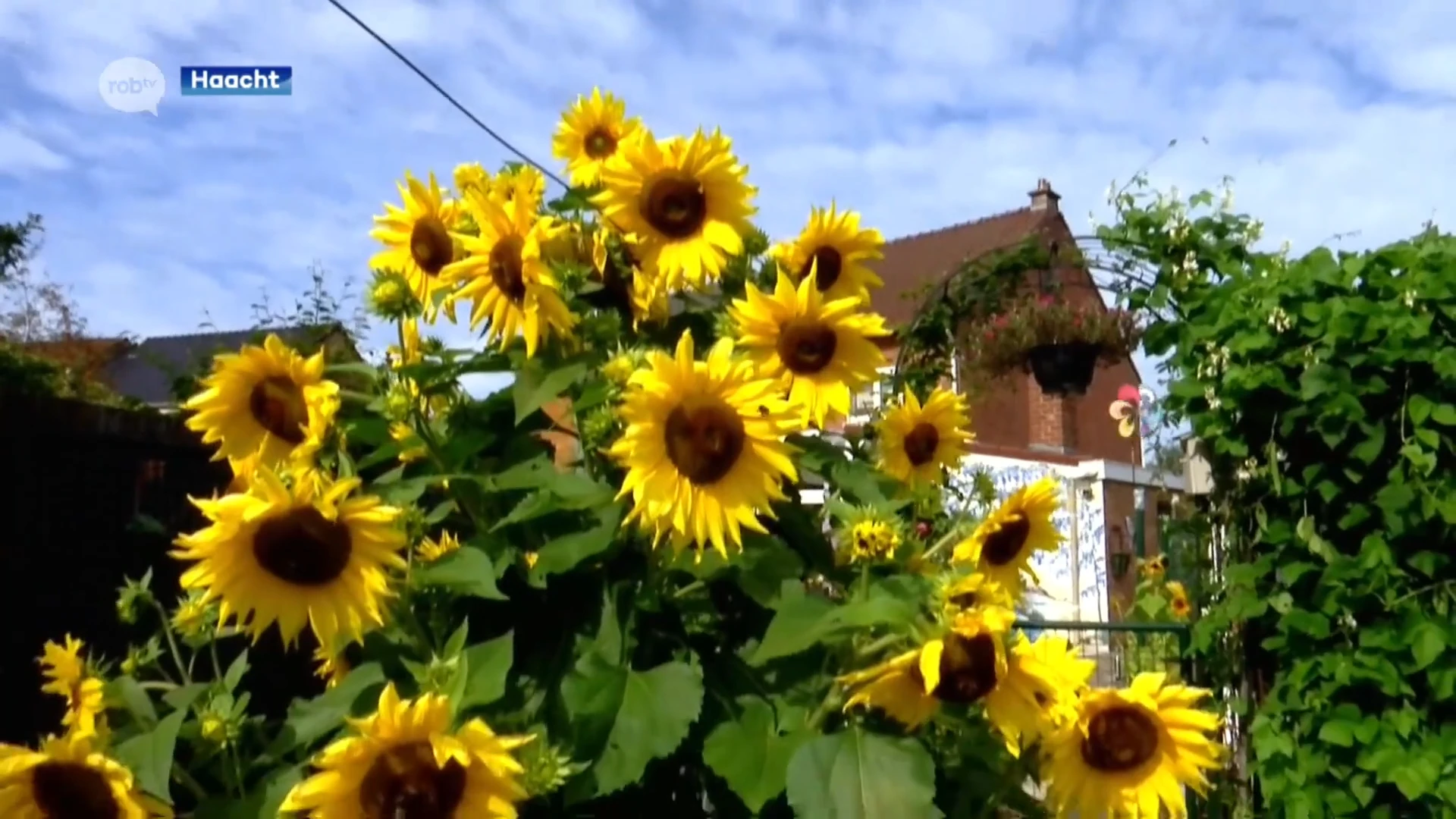 Spectaculaire zonnebloem in tuin Tildonk: meer dan 200 zonnebloemen en 50 vertakkingen