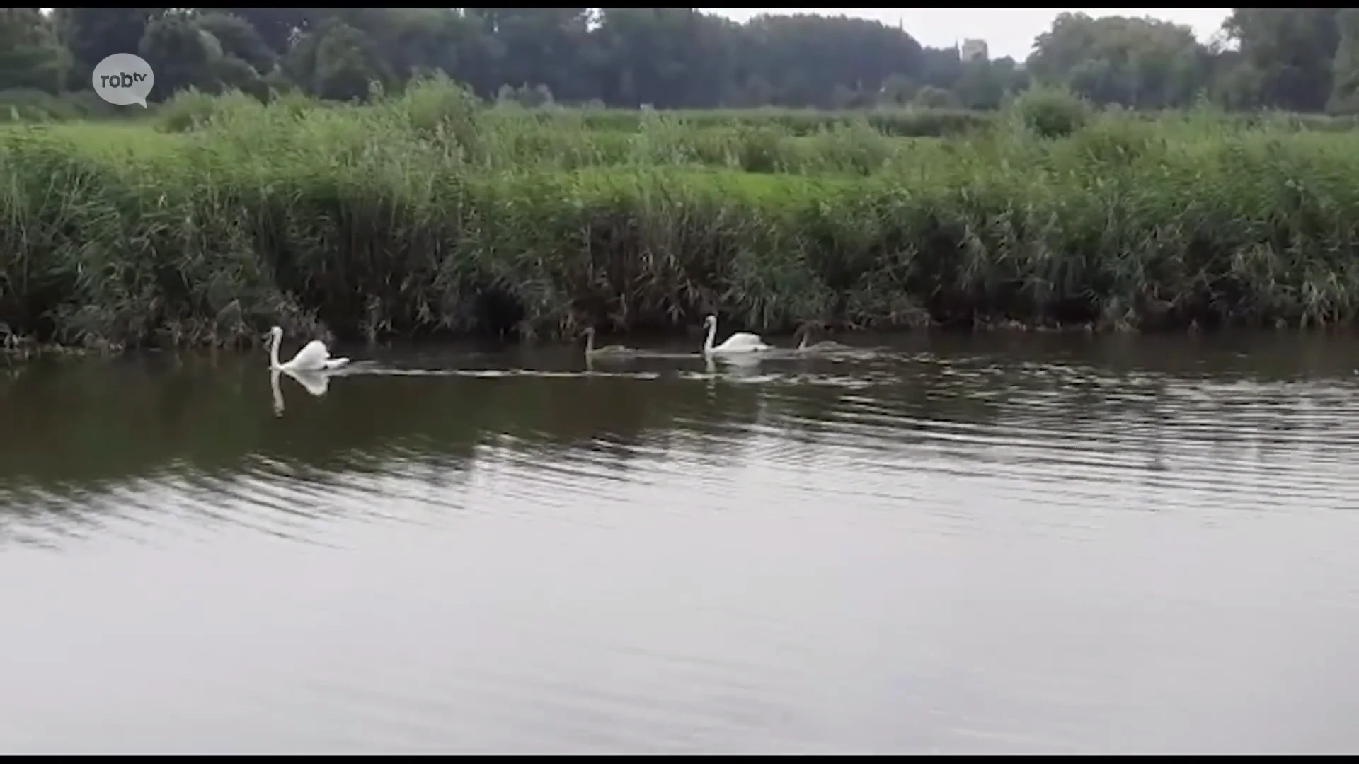 Animal Rescue Service vangt 4 verjaagde zwanen in Kessel-Lo