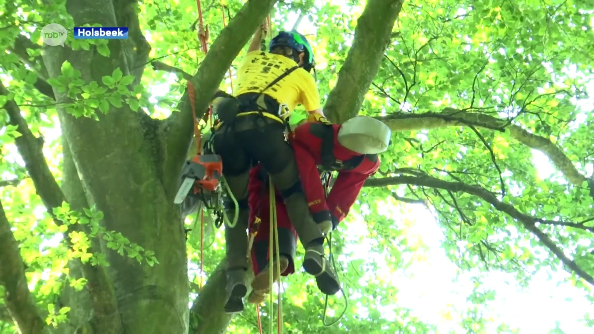 Niet voor mensen met hoogtevrees: in Holsbeek vindt dit weekend een wedstrijd boomklimmen plaats