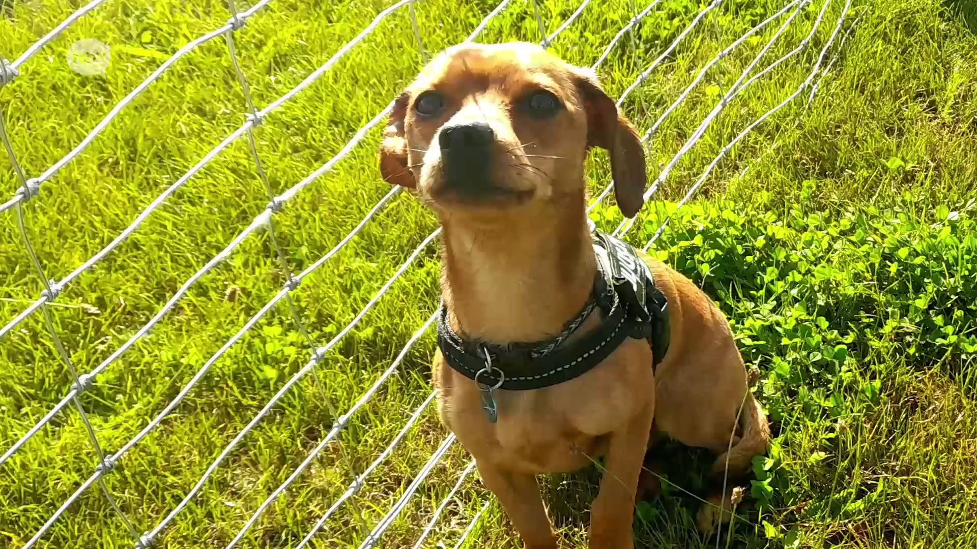 Honden en hun baasjes bezoeken gloednieuwe hondenloopweide in Schaffen