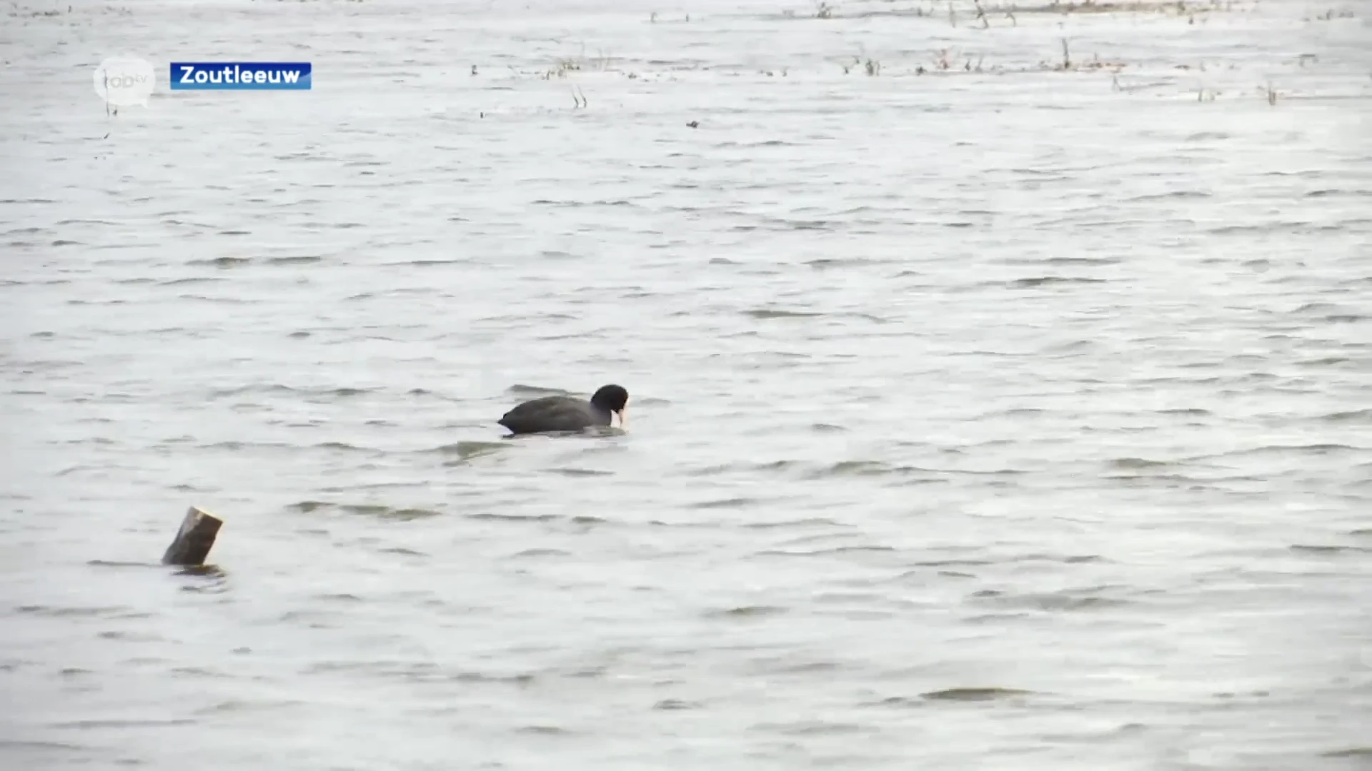 Nieuwe vogelsoorten vinden hun thuis aan het meer van Het Vinne in Zoutleeuw na saneringswerken