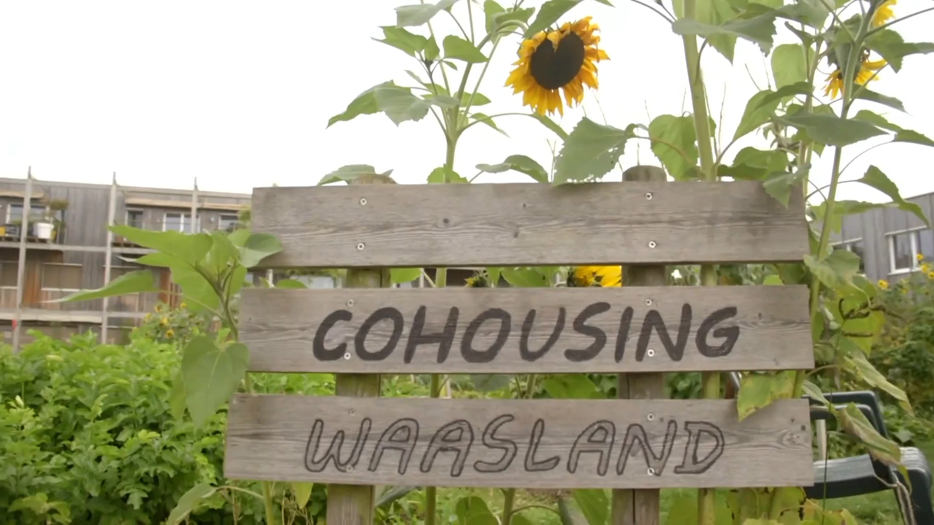 Architectuur: cohousing Waasland in Sint-Niklaas