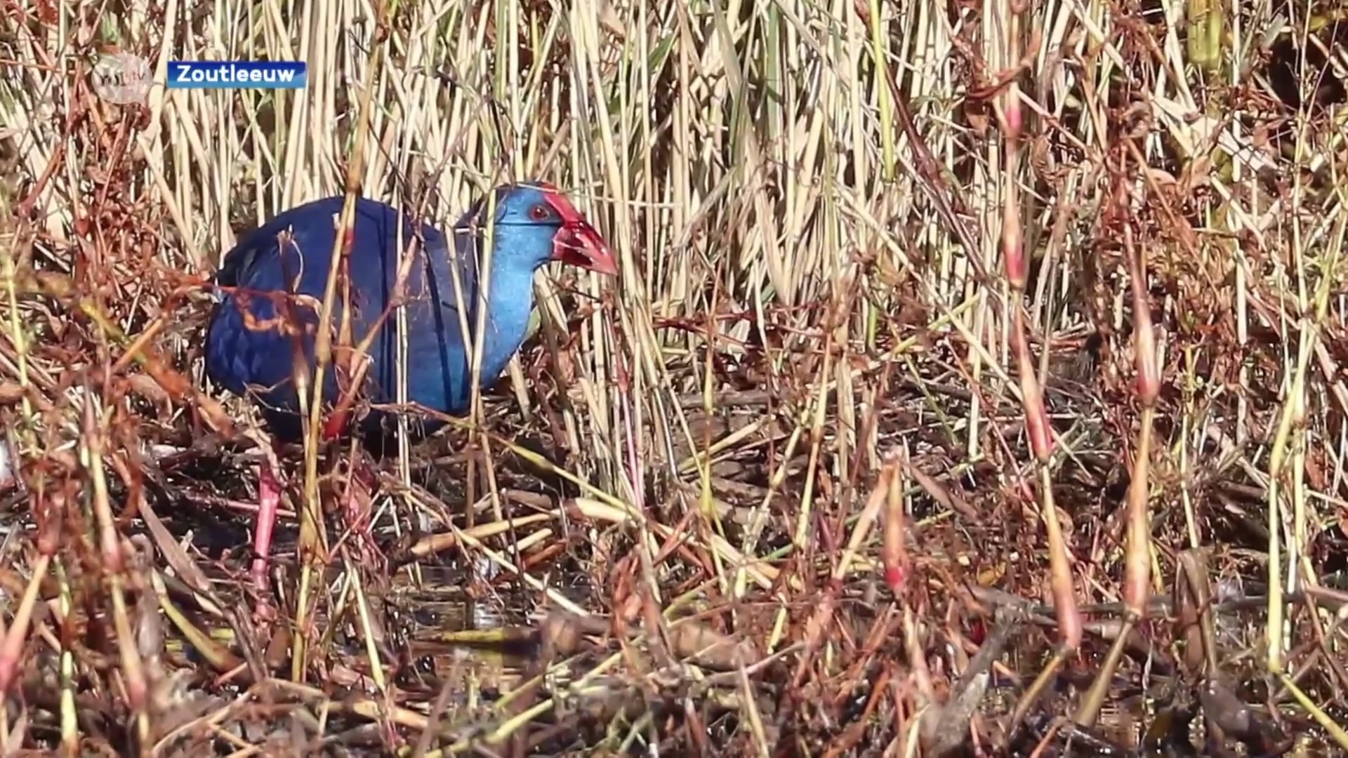 Purperkoet in het Vinne: "Nooit eerder gespot in België"