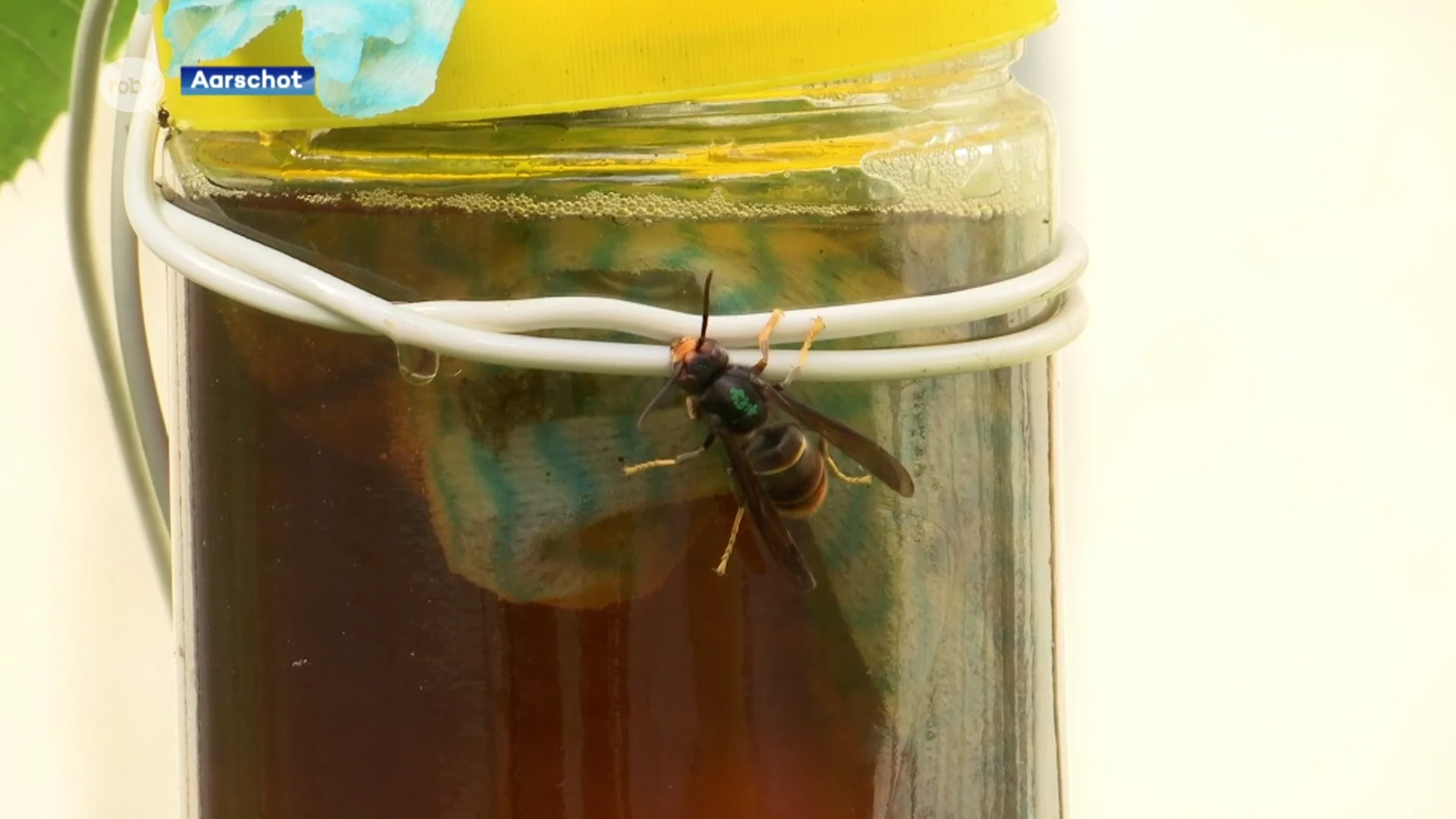 Ook in Aarschot duikt de Aziatische Hoornaar nu op