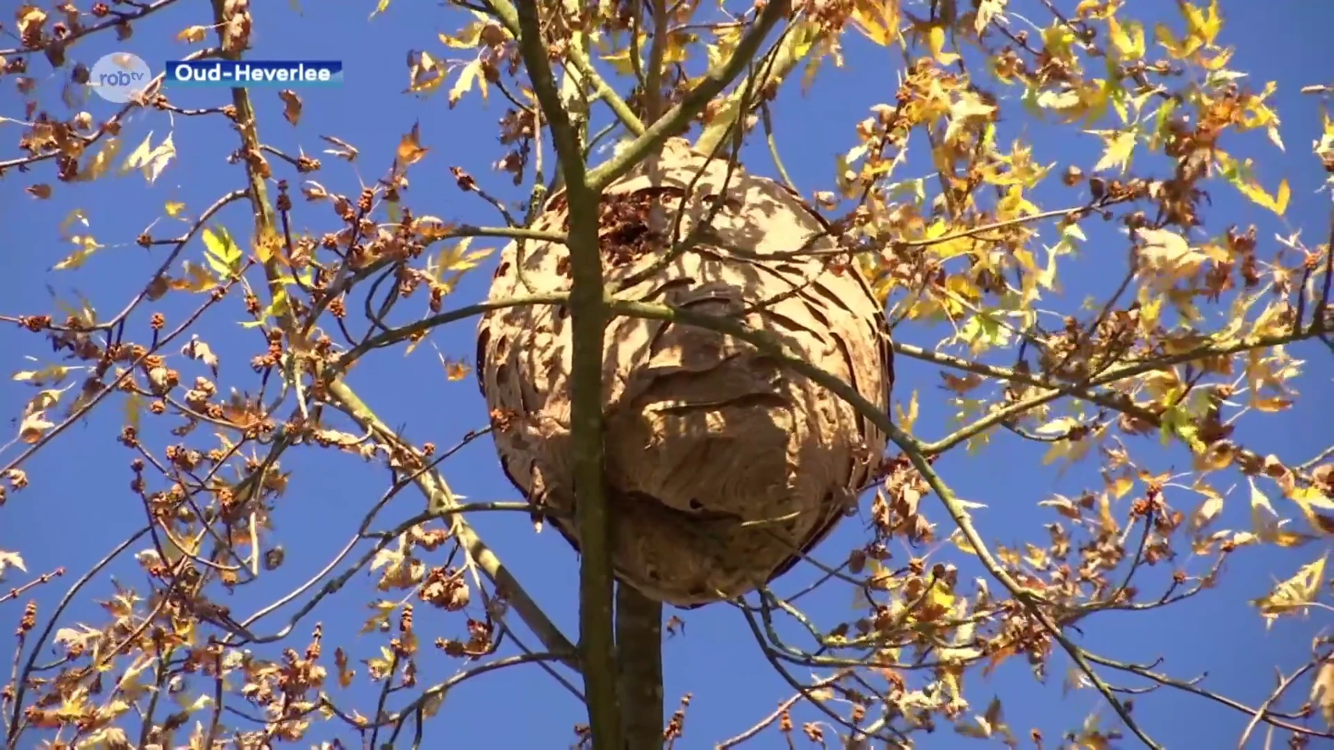 Leuvense brandweer verwijdert een nest van de Aziatische Hoornaar in Oud-Heverlee