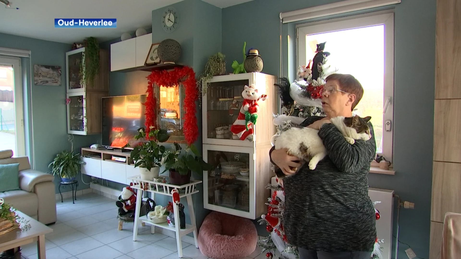 Ongelooflijk: vermiste kat uit Oud-Heverlee na 8 jaar weer teruggevonden... in een andere provincie