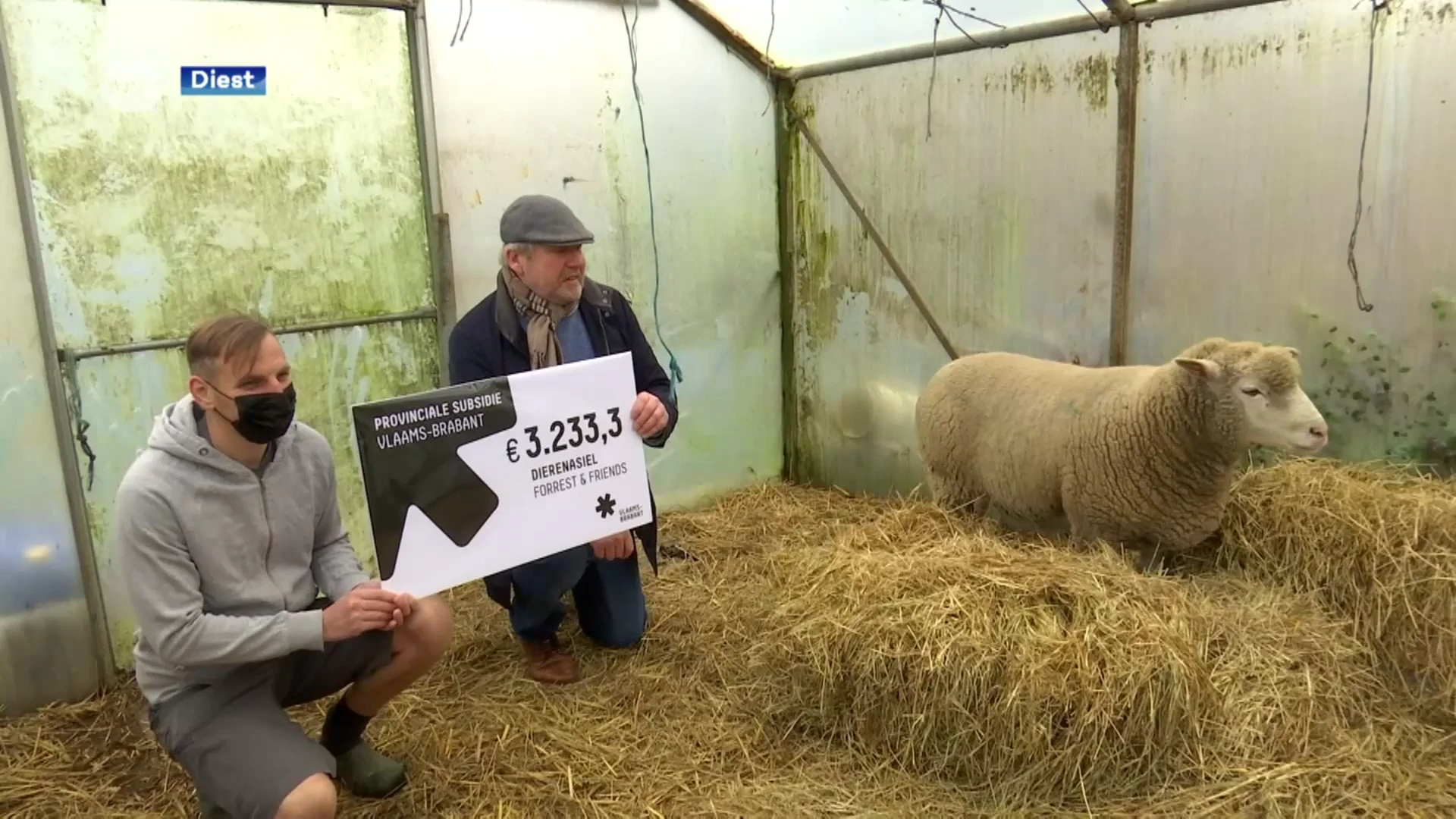 Vlaams-Brabant schenkt €100.000 aan overvolle dierenasielen: "Wachtlijst van 80 varkens"