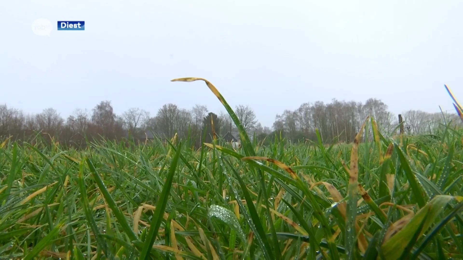 Eén nieuwe boom voor elke baby die vanaf volgend jaar geboren wordt in Diest