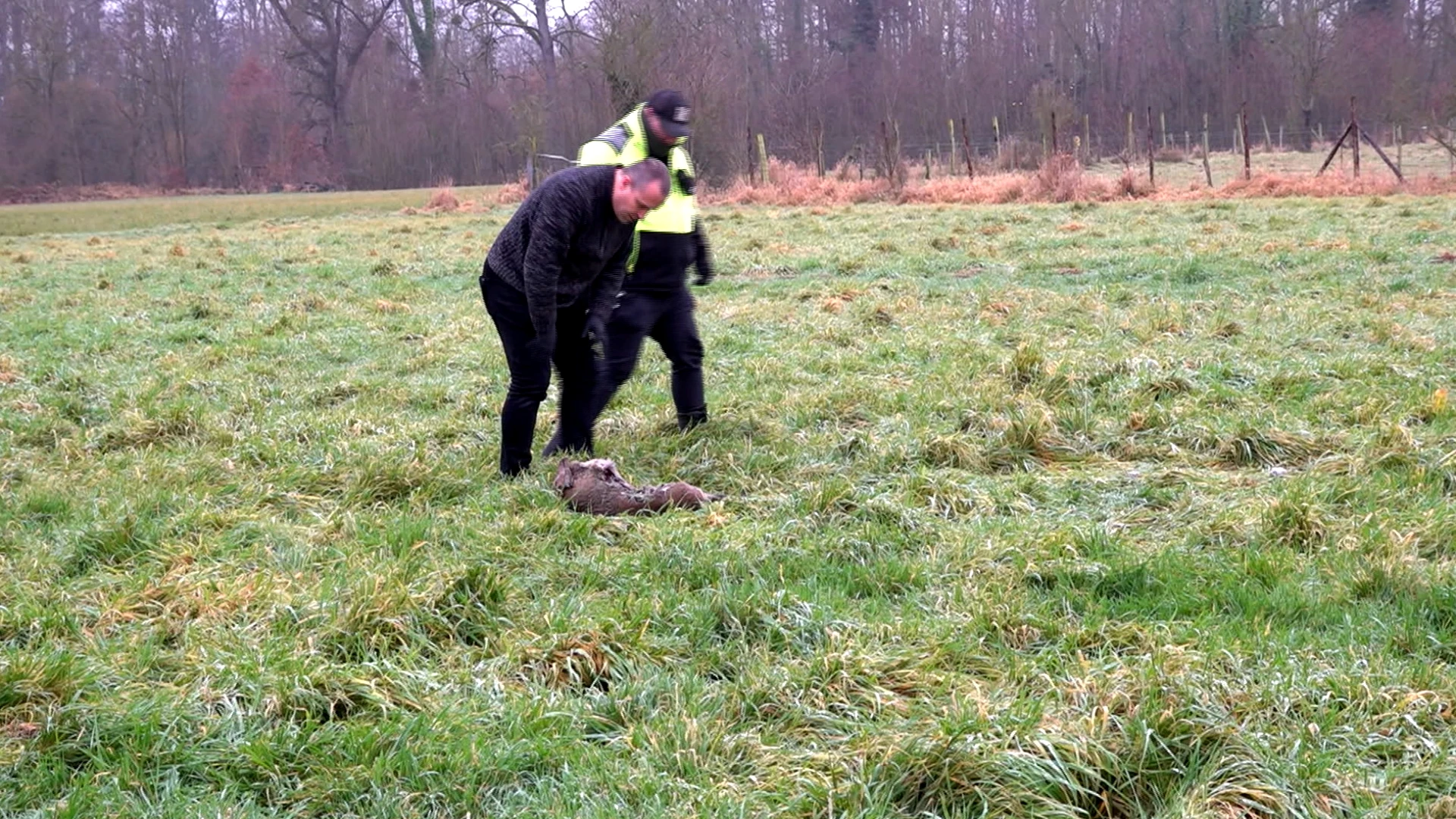 Wellicht weten we pas eind januari met zekerheid of aanval op ree in Tielt-Winge het werk van een wolf was