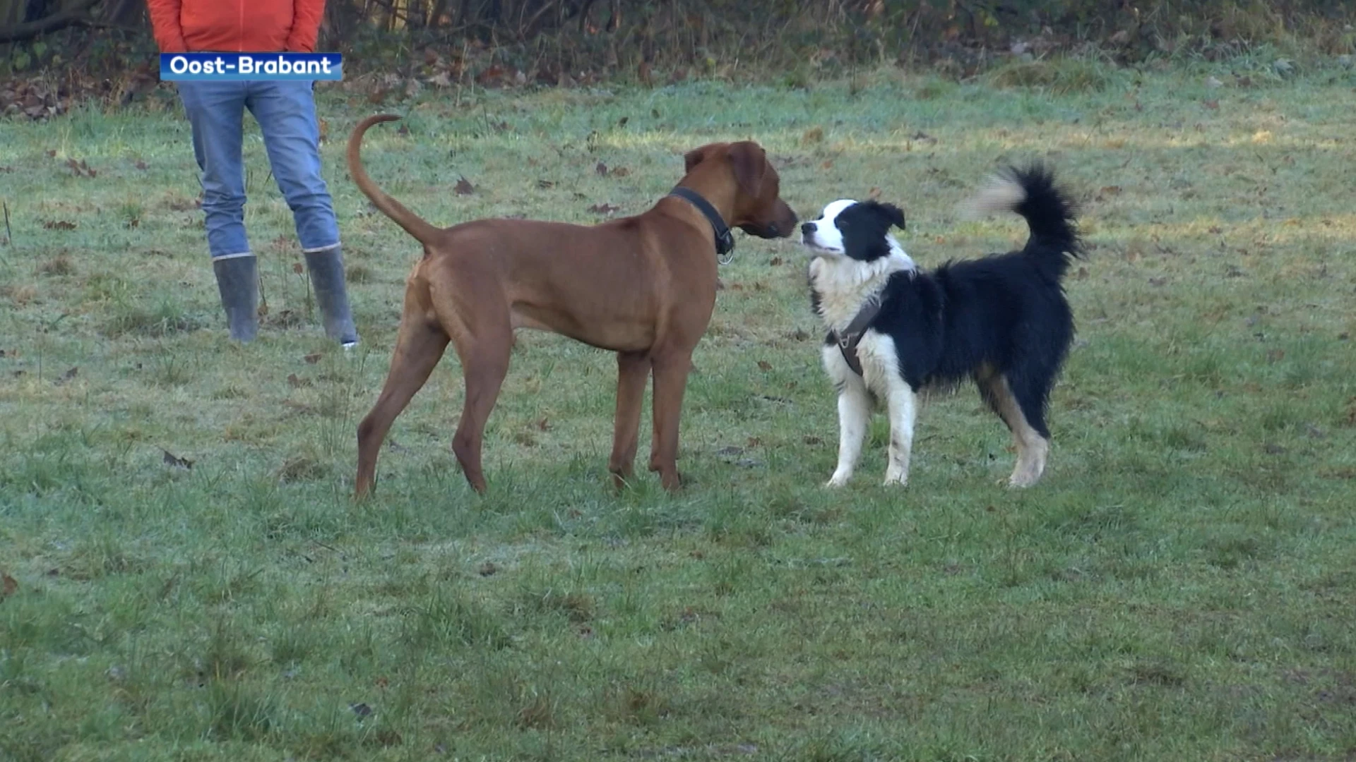 Lubbeek krijgt nieuwe hondenlosloopweide: "Honden willen wel eens vrij rondlopen"