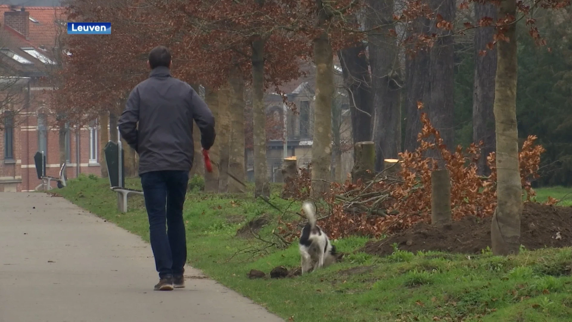 Stad Leuven kapt 48 bomen aan de ring amper vijf jaar na aanplanting: "Wij hadden hier nog zo voor gewaarschuwd!"