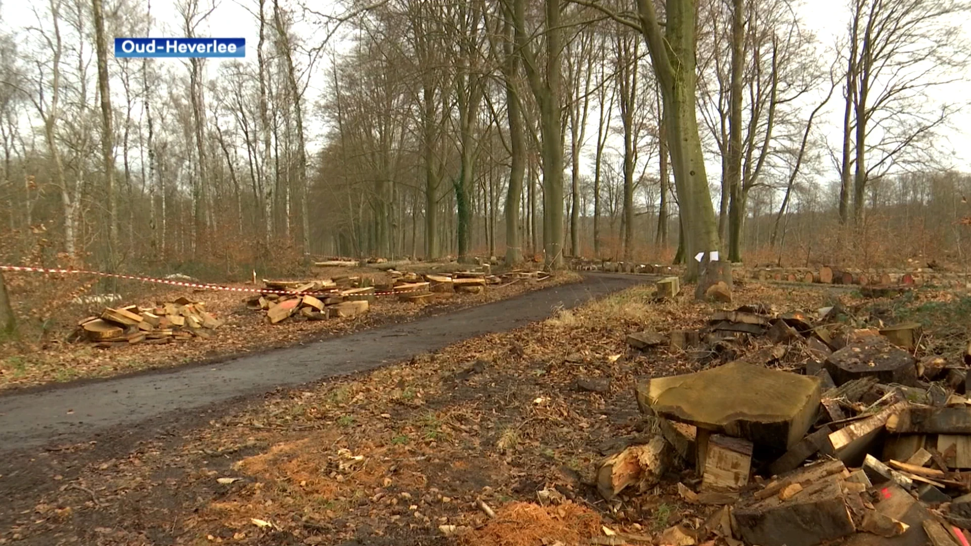 Breng je natuur in huis met een uniek stukje hout uit het Meerdaal-, Zevenbronnen, of Bertembos