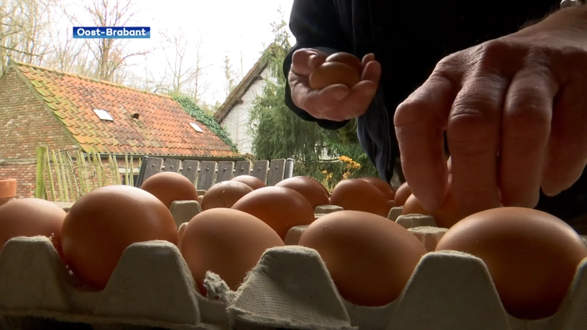 Toxicoloog Tytgat over nieuw PFAS-rapport: "4 tot 6 eieren per week van eigen kippen is geen probleem."