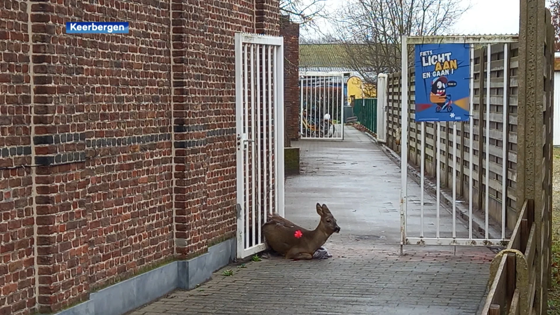 Ree raakt vast in een schoolpoort in Keerbergen