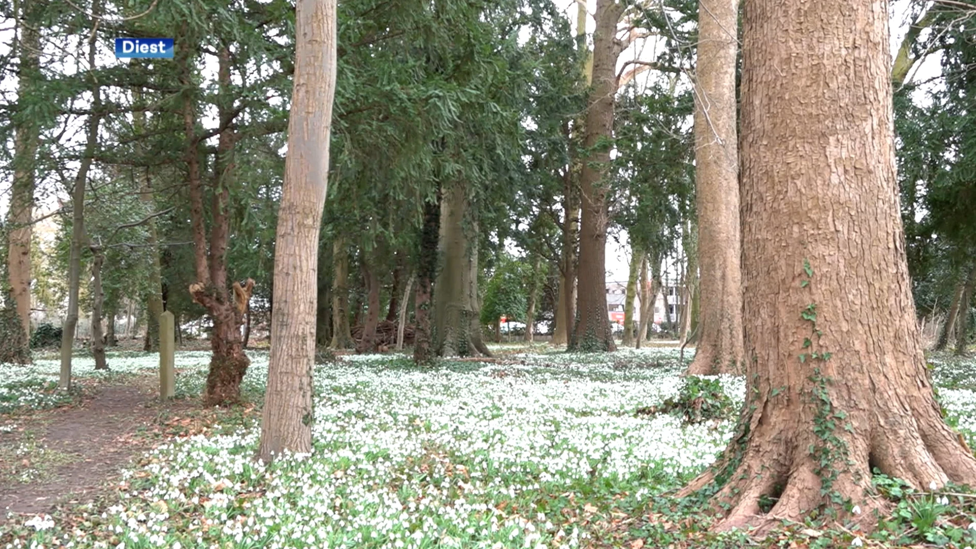 Sneeuwklokjes zorgen voor prachtig wit tapijt in centrum van Diest