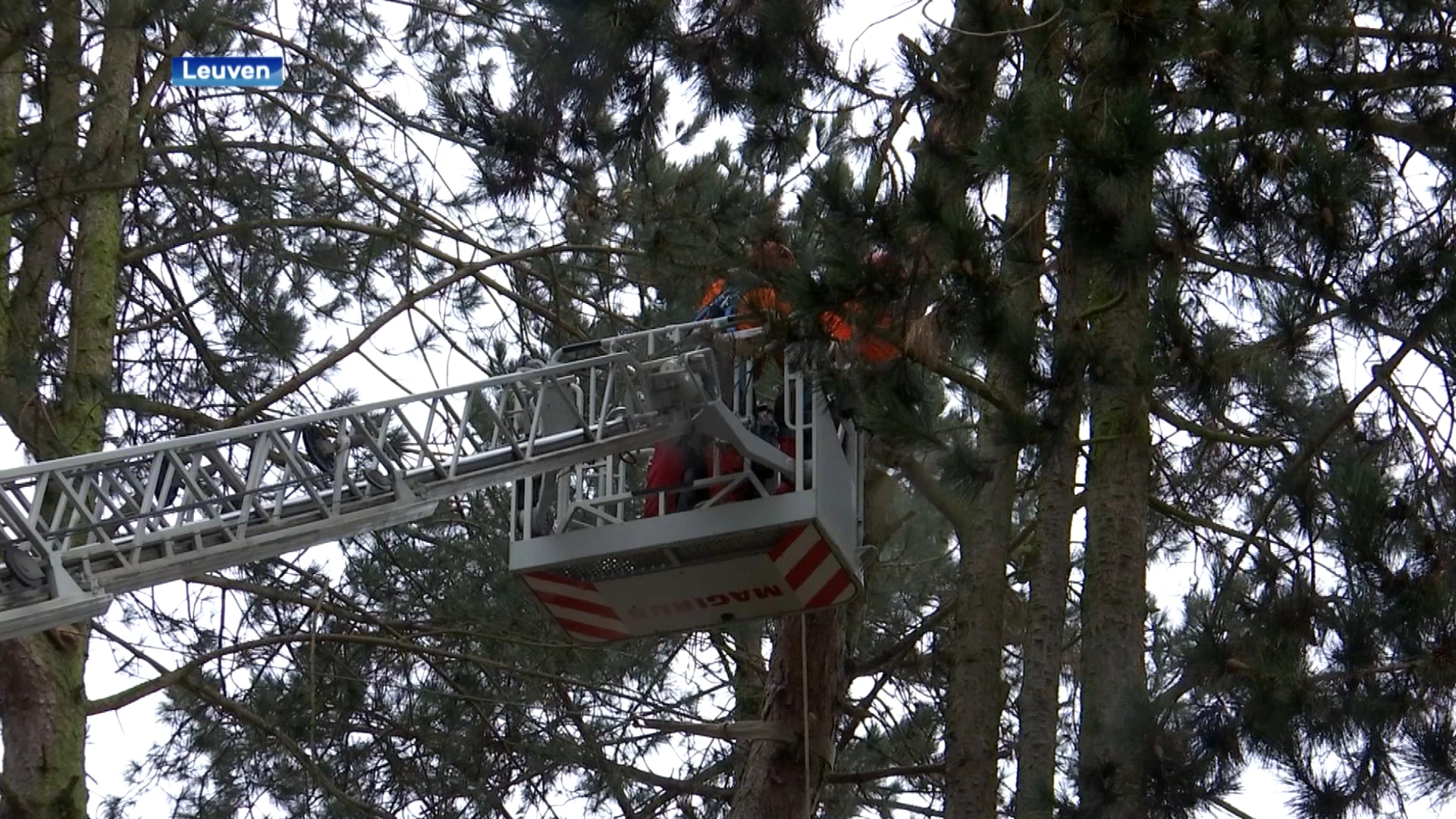 Groendienst en brandweer hebben handen vol na stormweer: "Het is ontzettend druk geweest"