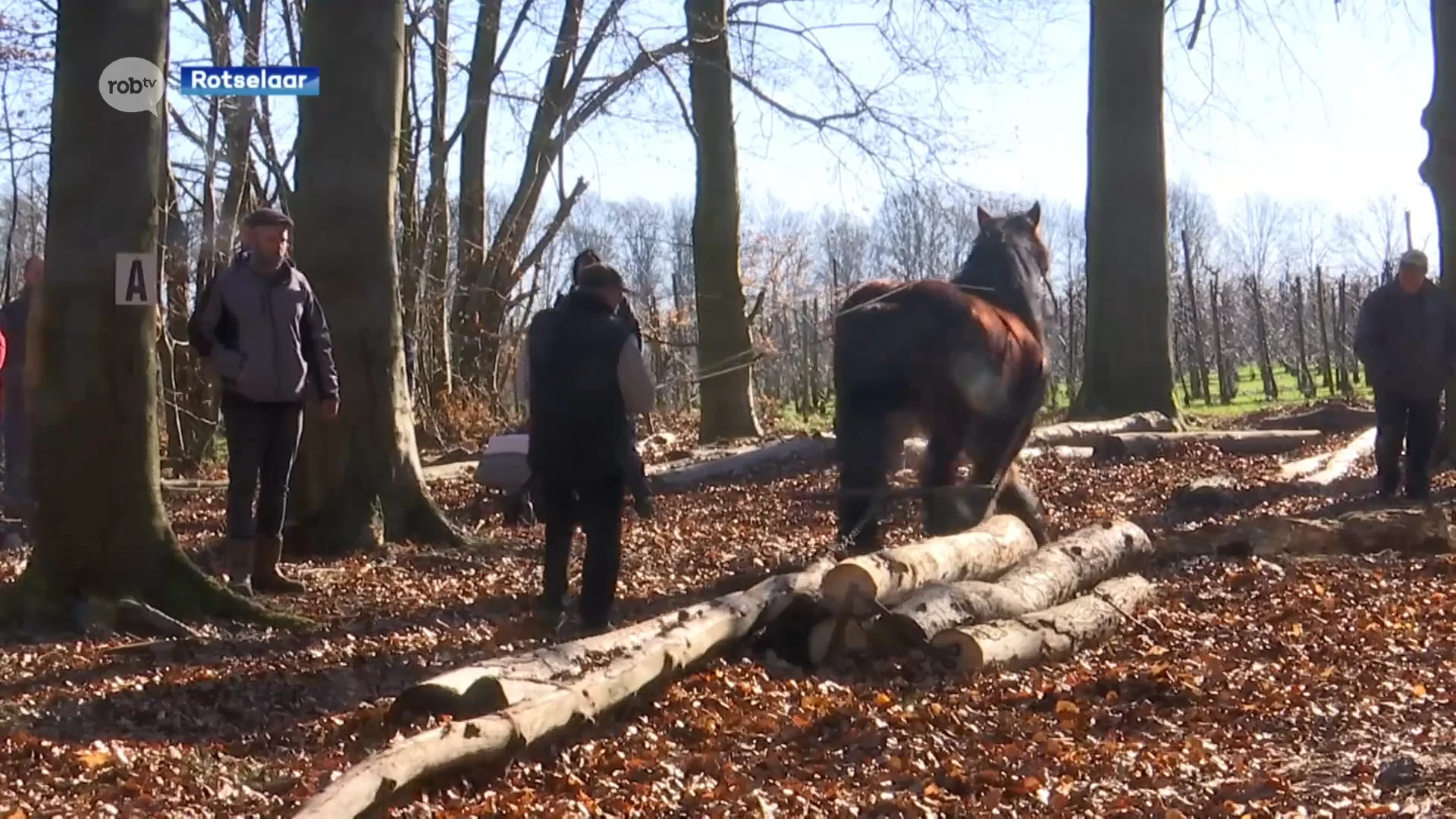 Tientallen trekpaarden op Wijngaardberg bewijzen hun nut: "Handiger dan machines"