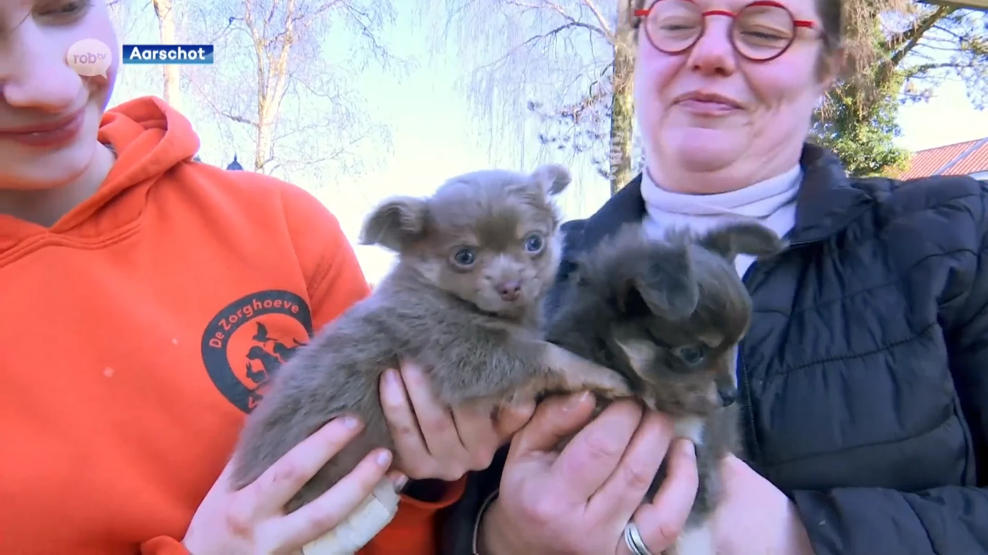 Politie Aarschot neemt 21 verwaarloosde honden in beslag in Langdorp