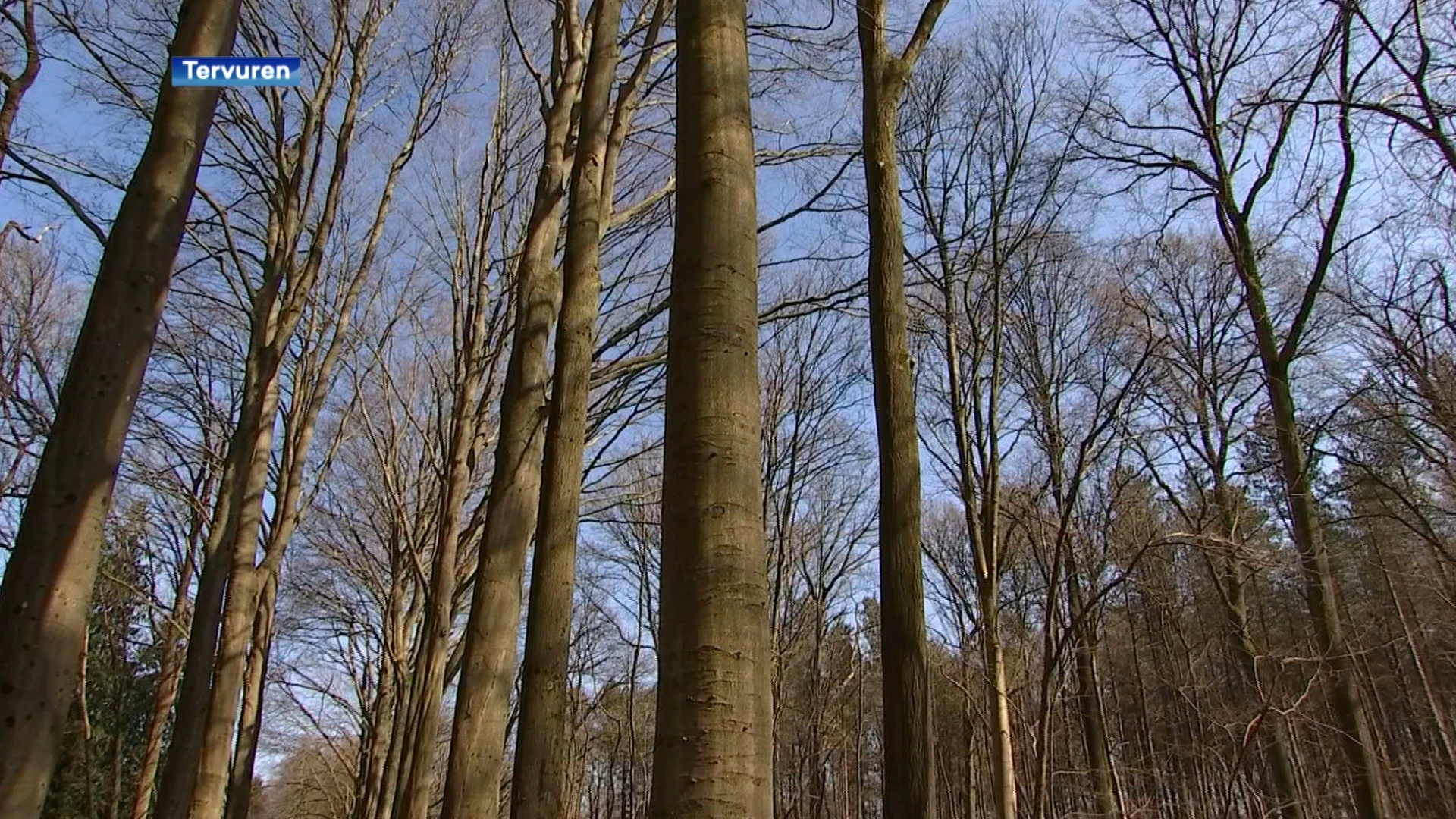 Bomen vellen en zagen? Leerlingen leren er alles over in Arboretum in Tervuren