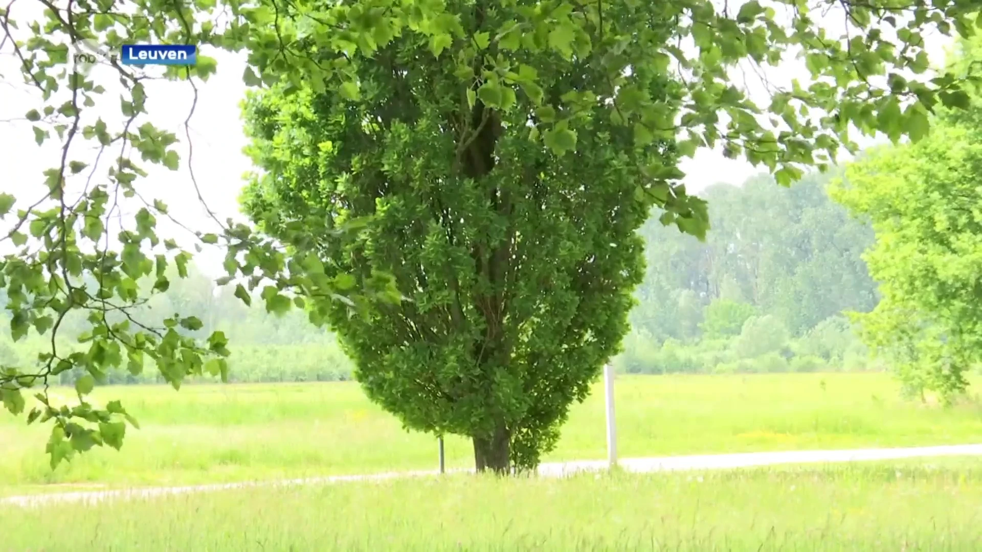 Size does matter: enkele grote bomen zijn beter voor de gezondheid dan veel kleine bomen