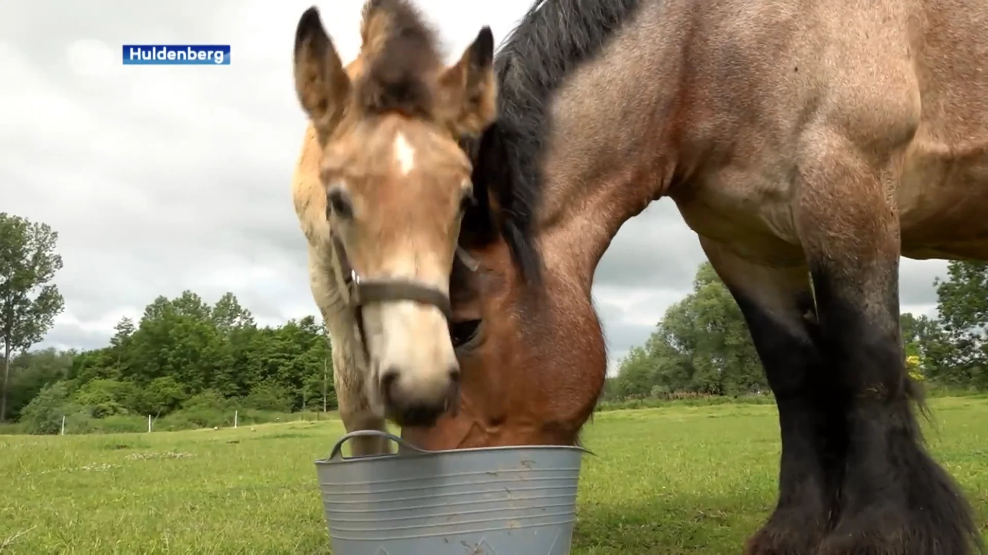 Maak kennis met unieke trekpaard Dina van de Zandgroeve van Vlaams-Brabant: "Wat jij geeft aan de dieren, geven zij terug"