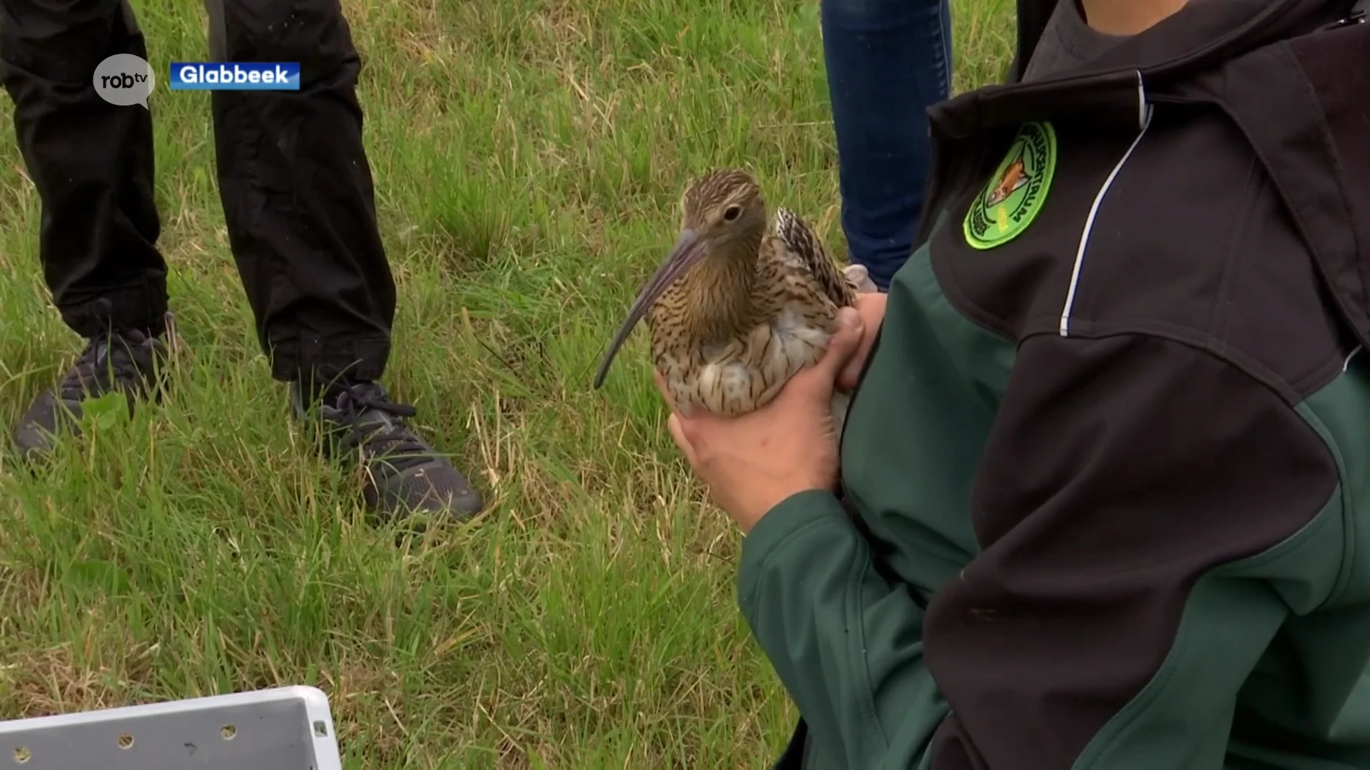 Natuurhelpcentrum zet twee jonge wulpen uit in Glabbeek