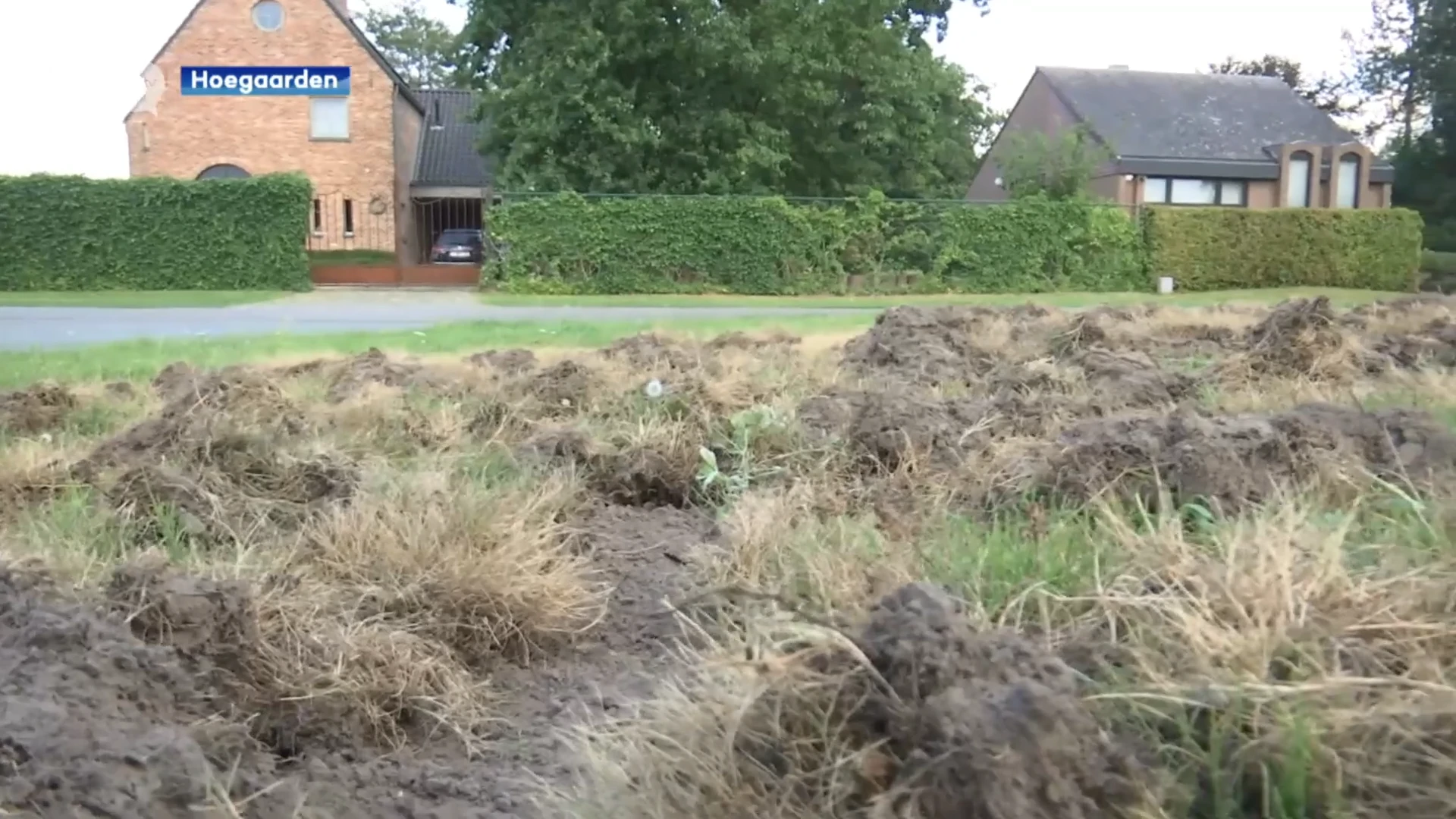 Everzwijnen duiken op in Hoegaarden: "Als ik ga wandelen ben ik niet helemaal op mijn gemak"