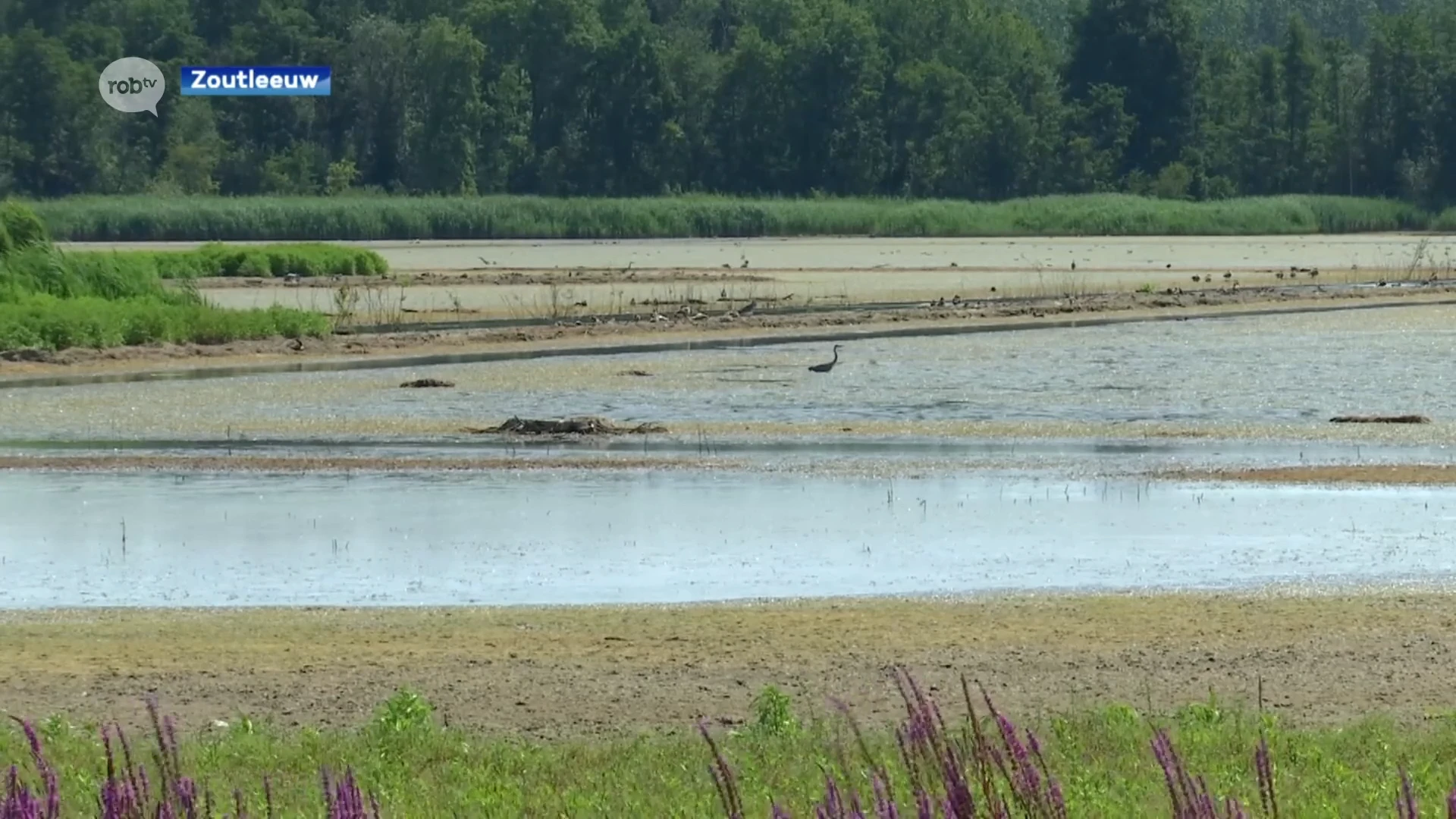 Waterpeil van het meer in het Vinne in Zoutleeuw staat door de droogte en de hitte erg laag