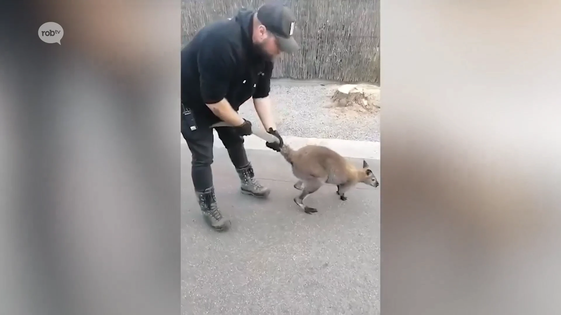 Twee wallaby's ontsnapt in Kortenberg: één gevangen, de ander loopt nog ergens in onze regio rond