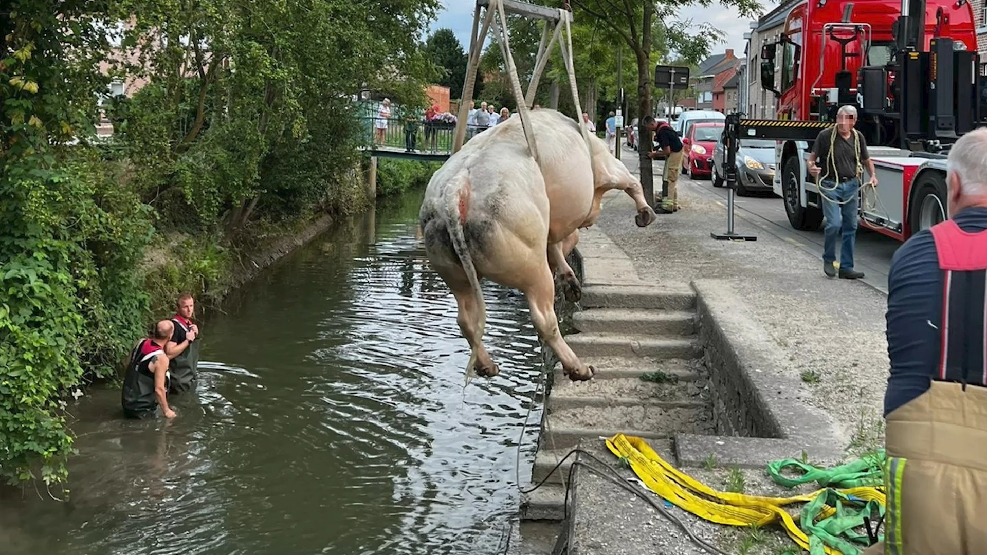 Hulpverleningszone Oost hijst koe van 600kg uit Kleine Gete in Zoutleeuw