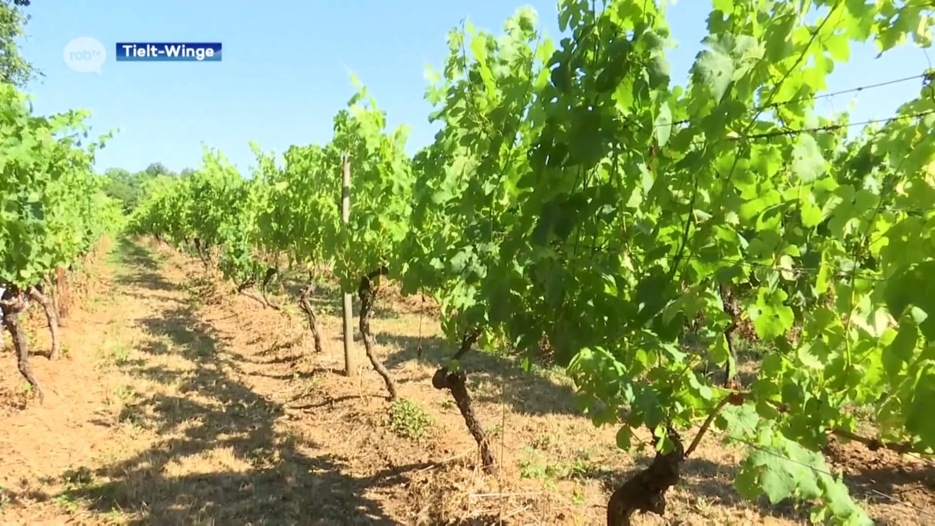 Ontdek de Hagelandse wijngaarden tijdens Sprankelend Hageland