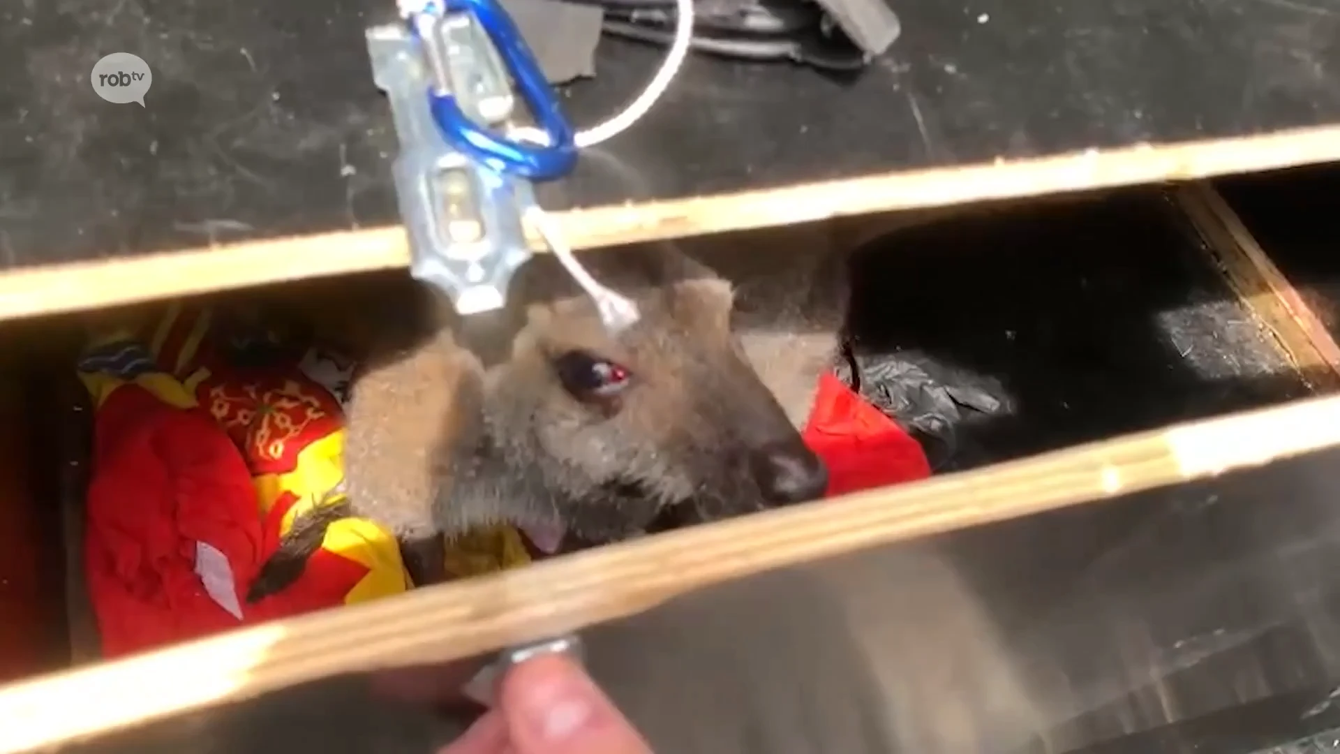 Vermiste tweede Wallaby vanmorgen gevangen in Herent: "Het dier heeft een oogkwetsuur"