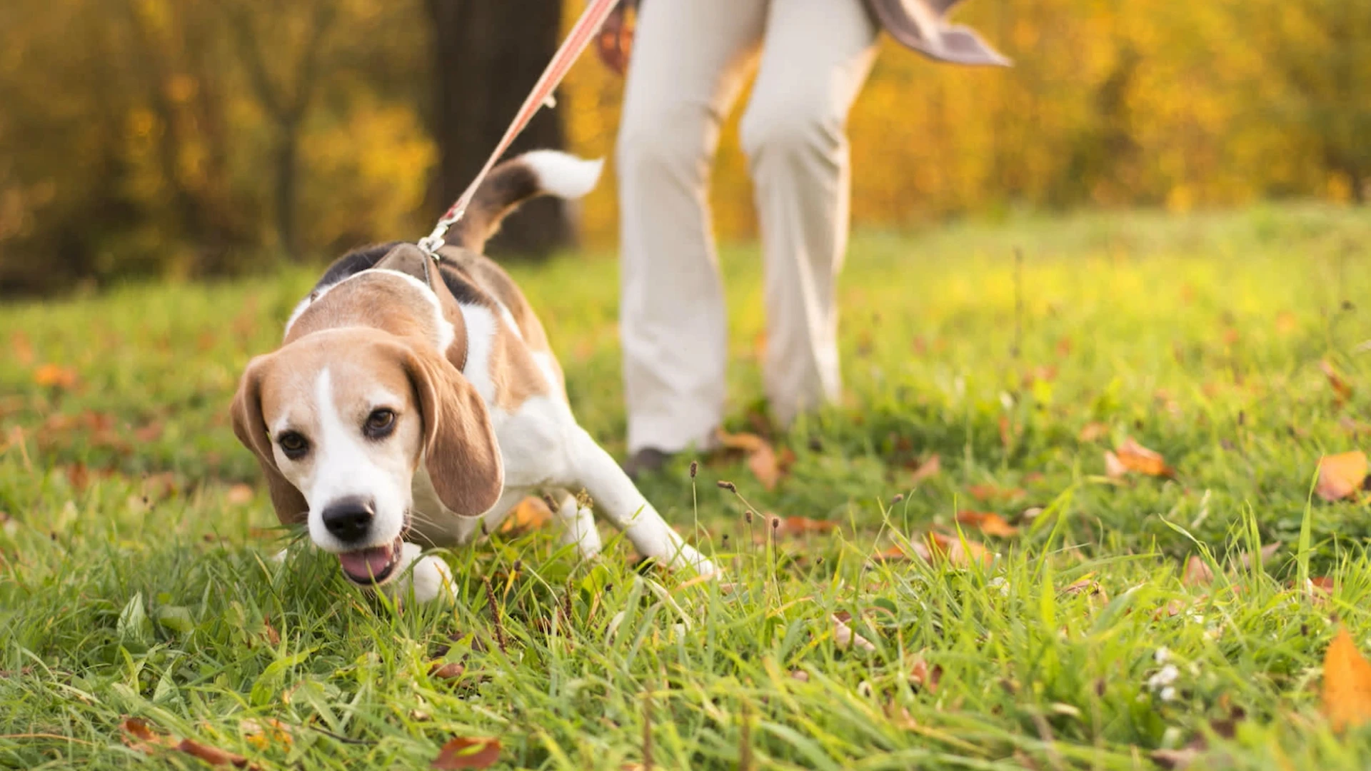 OPGEPAST: politie Bierbeek waarschuwt voor vergiftigde dierenvoeding op wandelpad in Lovenjoel