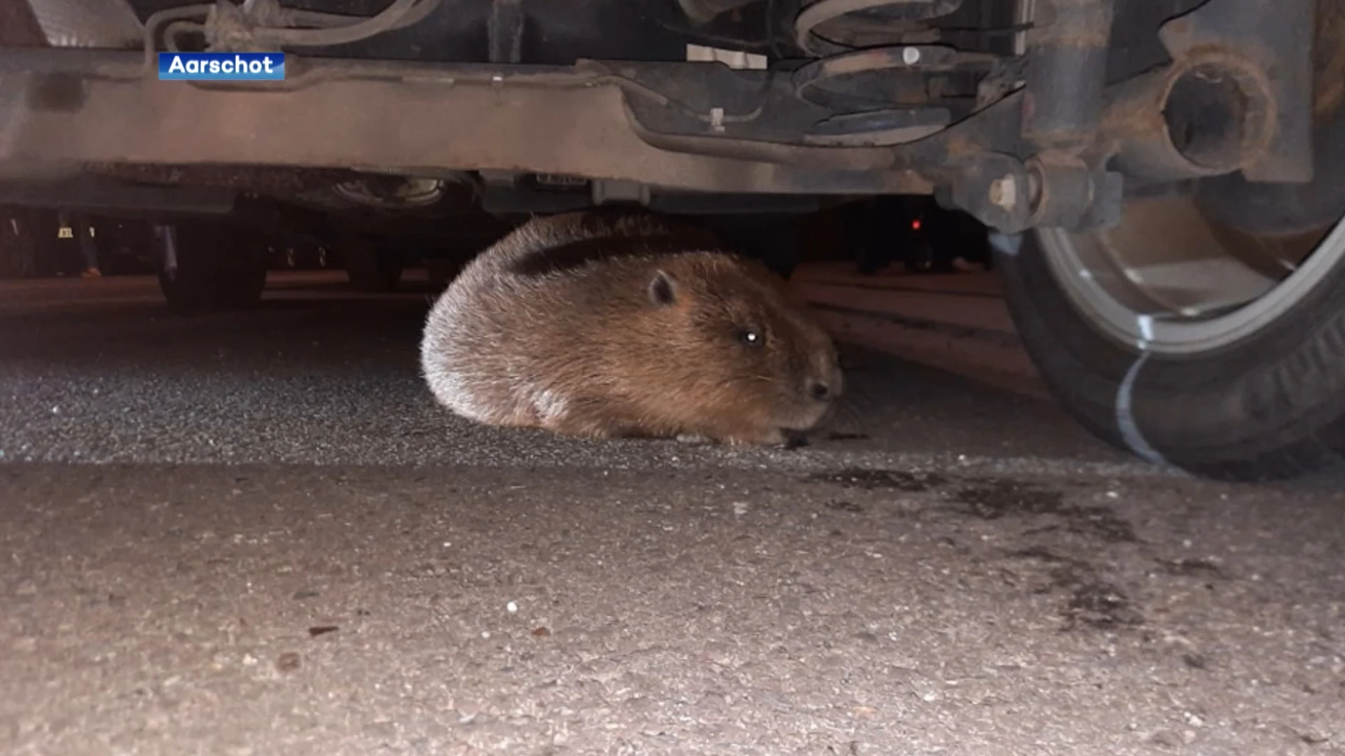 Opvallend bezoek in Aarschot: een bever komt onder een auto zitten in het centrum