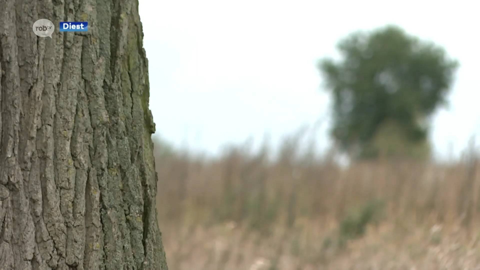 Diest wil zoveel mogelijk bomen planten op zijn openbaar domein: "Mensen kunnen zelf een locatie voor een boom doorgeven"