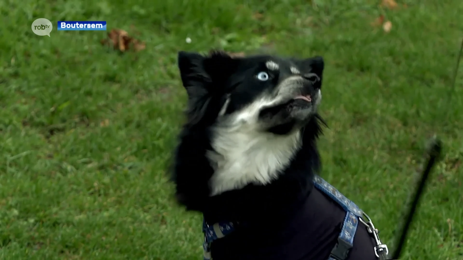 Weer een hond vergiftigd in Boutersem: "Ga niet met je hond wandelen in de buurt van de Brugstraat"