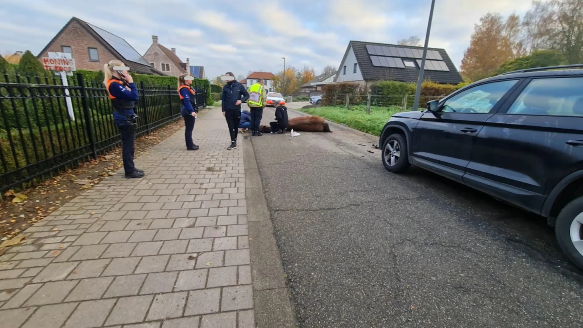 Man raakt gewond nadat hij in Kortenberg losgebroken paard aanrijdt: dier moeten worden ingeslapen