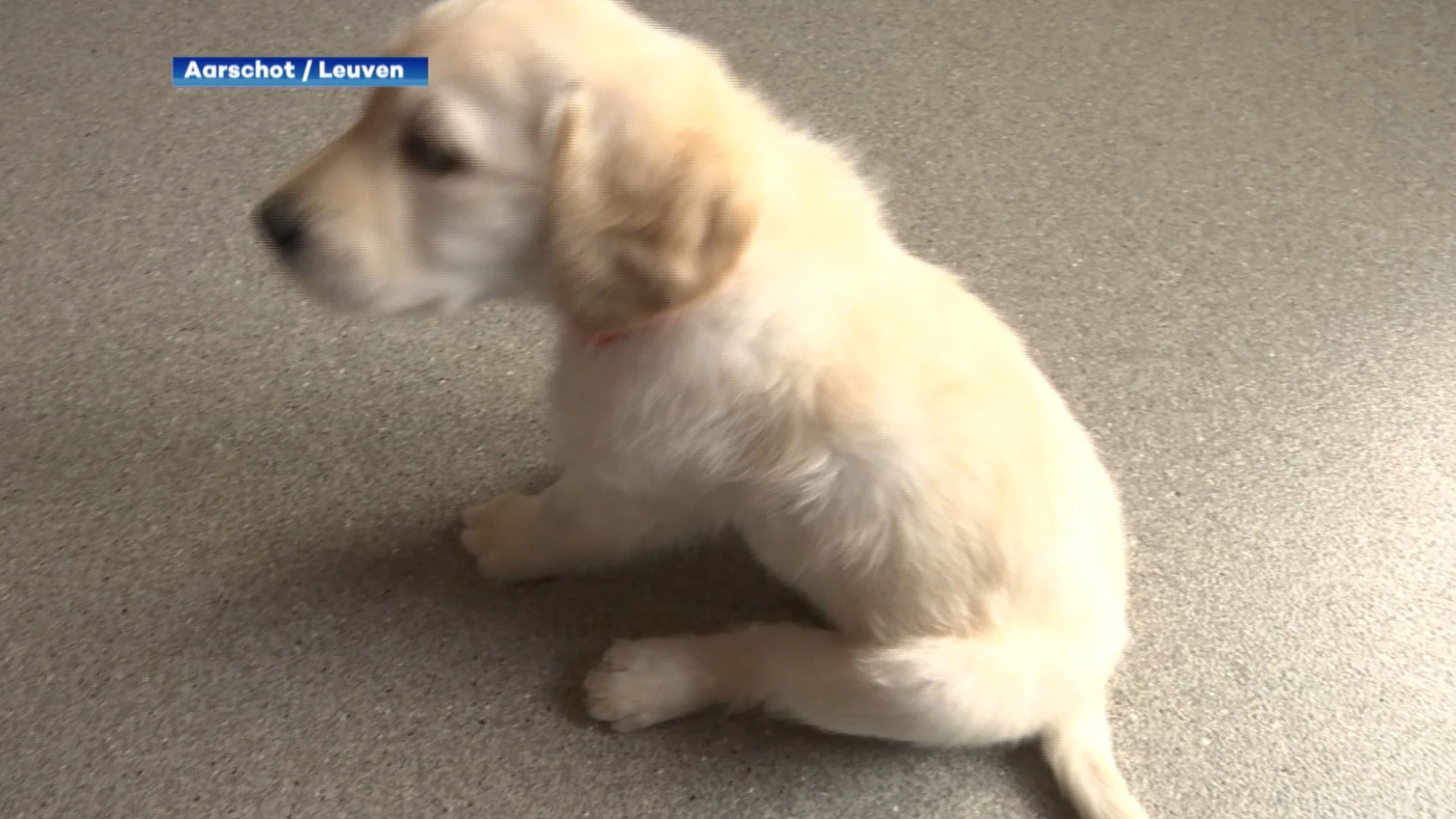 Centrum voor Geleidehonden roept op waakzaam te zijn voor oplichtster die koekjes verkoopt in Aarschot en Leuven